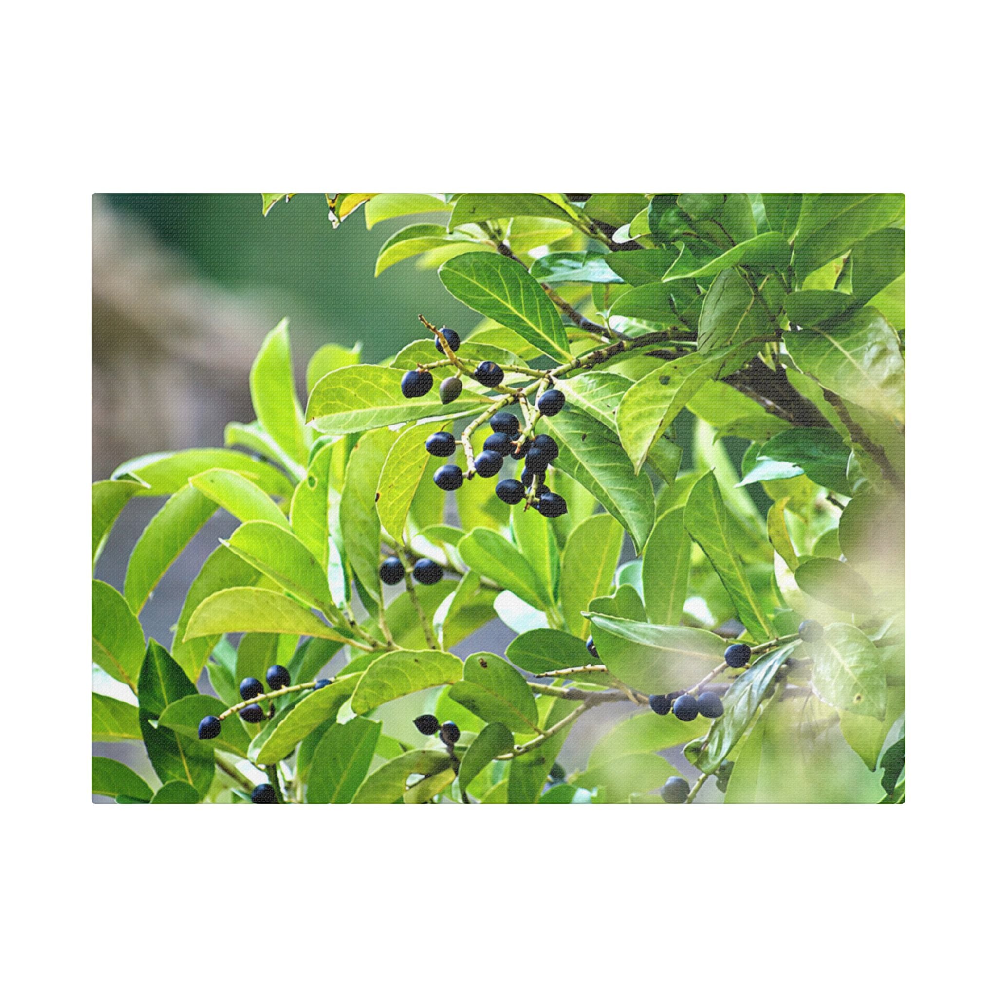 Nature Study Satin Stretched Canvas — Original Nature Photography