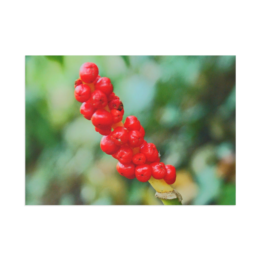 Red Berries Close-Up Fine Art Post Card