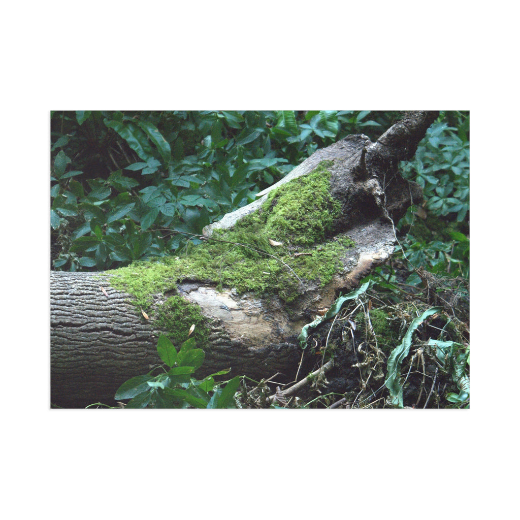 Mossy Woodland Tree Fine Art Post Card
