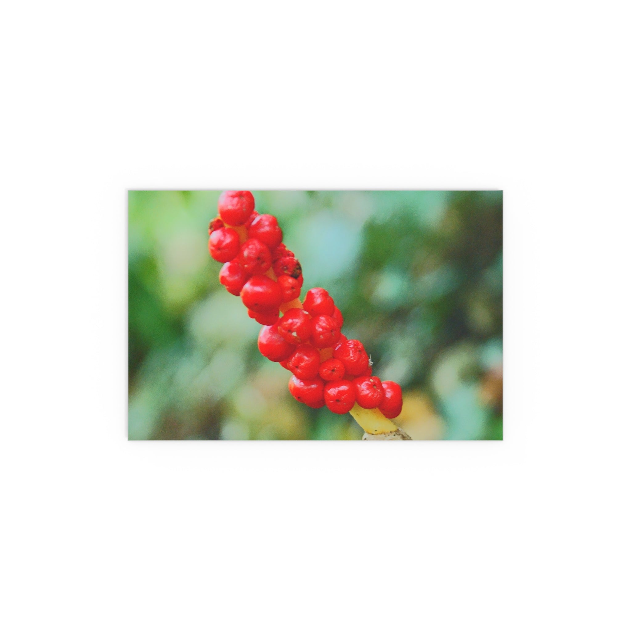 Red berry botanical nature photography silk poster — Nature Noticed