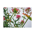 Wildflower Fine Art Post Card