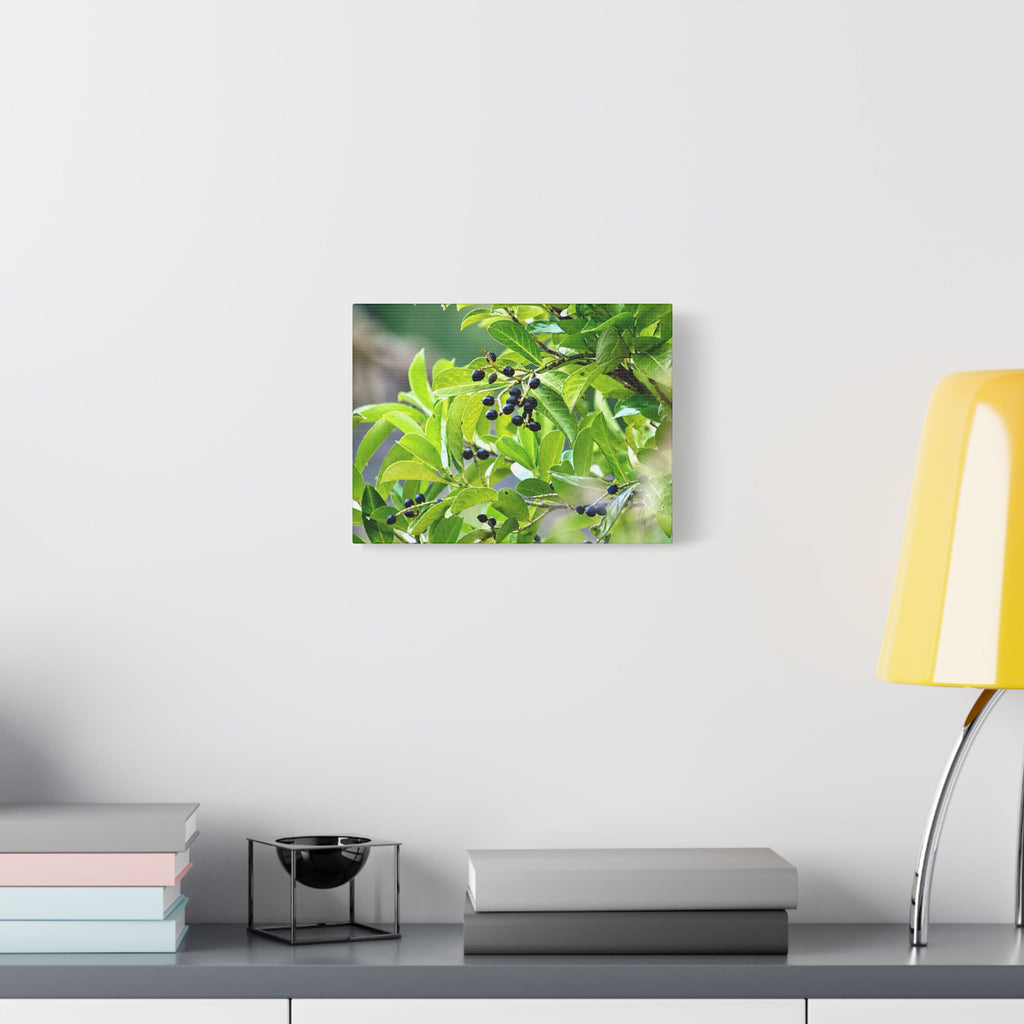 Nature Study Satin Stretched Canvas — Original Nature Photography