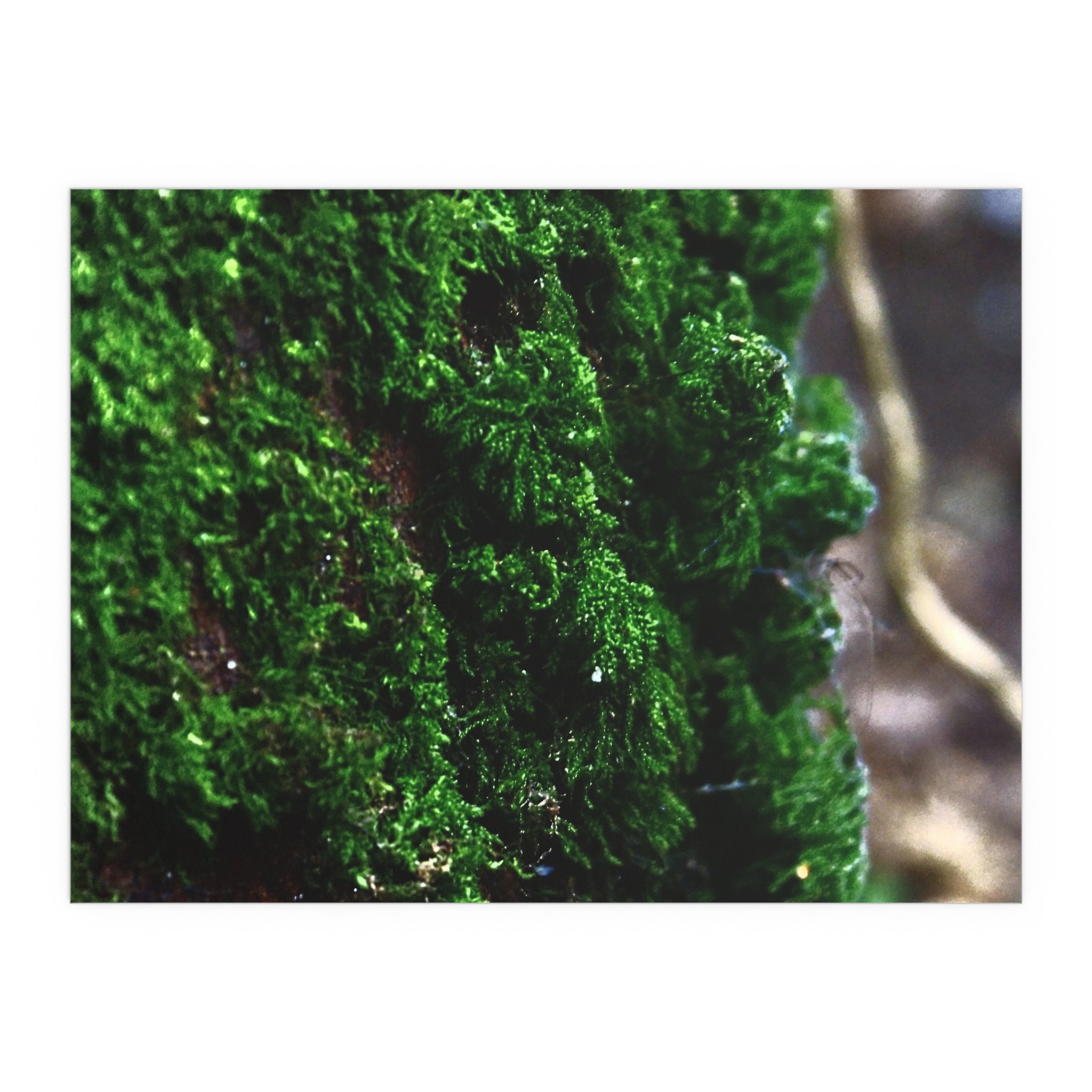 Moss close-up nature photography silk poster — Nature Noticed