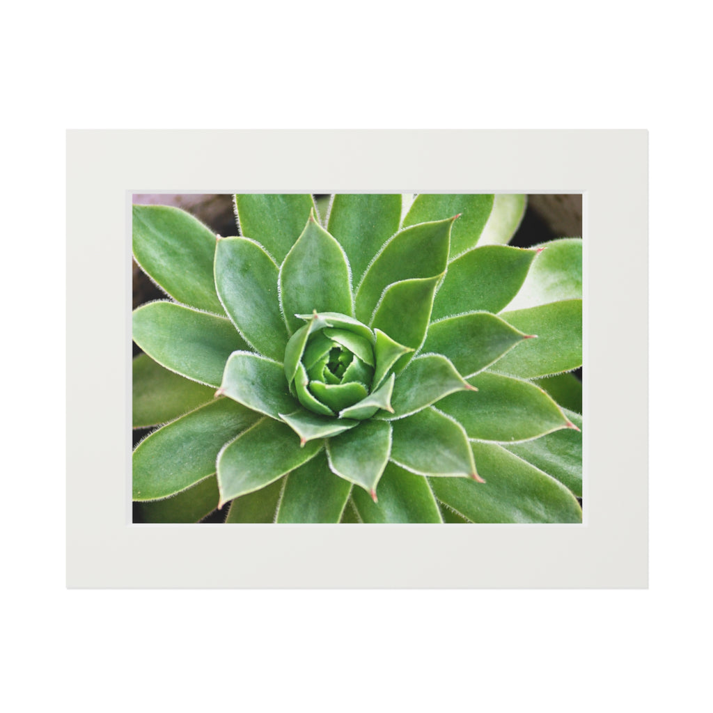 Succulent original botanical photography mounted fine art print