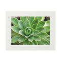 Succulent original botanical photography mounted fine art print