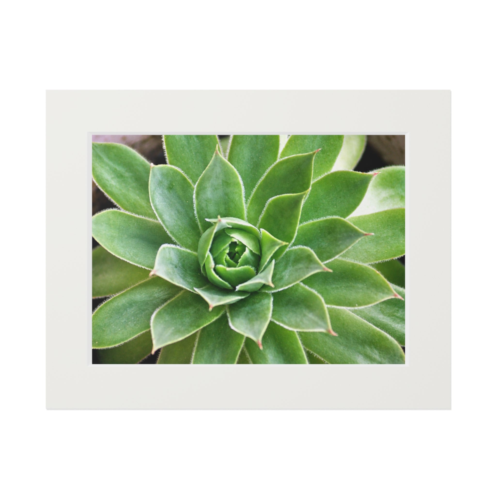Succulent original botanical photography mounted fine art print