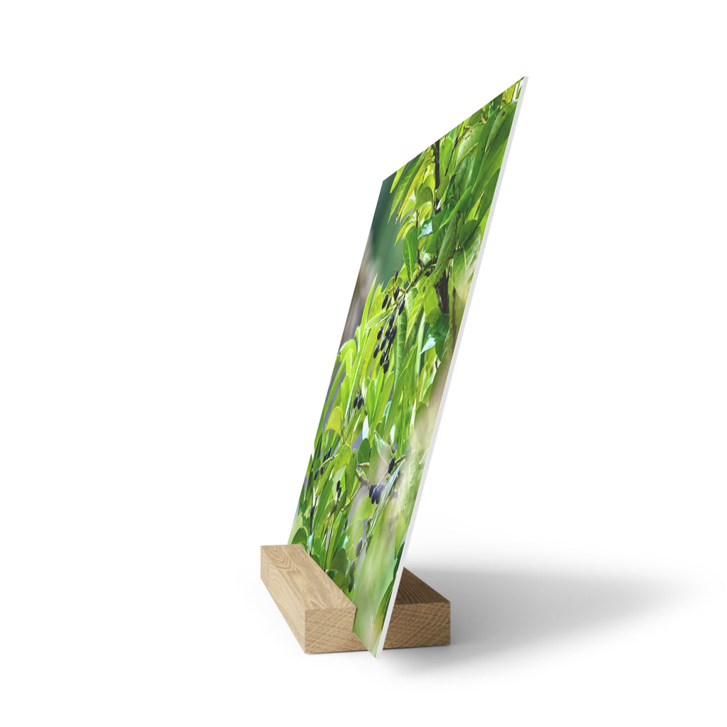 Nature Study Gallery Board with Oak Stand — Original Nature Photography
