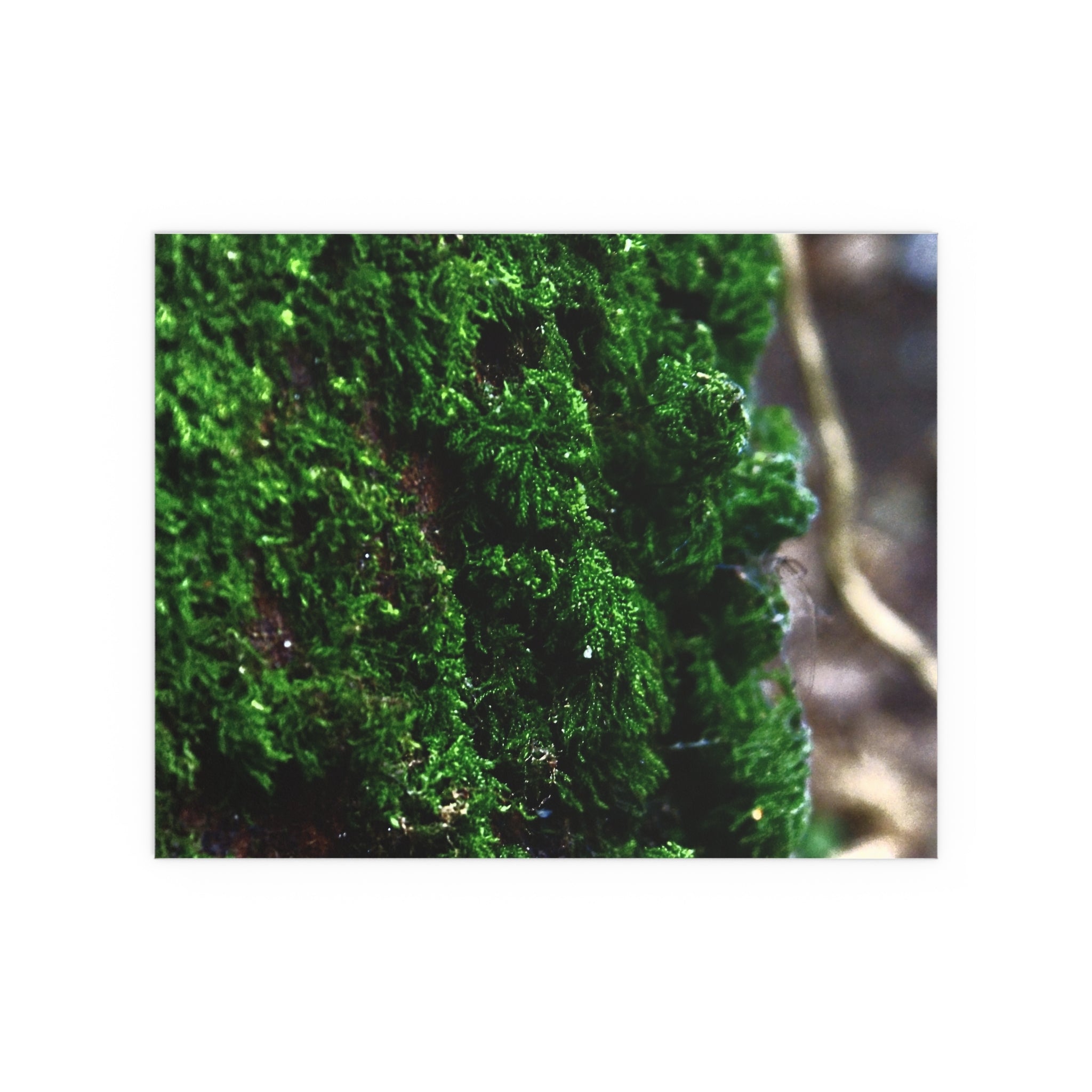 Moss close-up nature photography silk poster — Nature Noticed