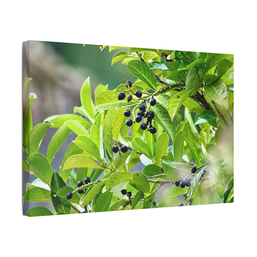 Nature Study Satin Stretched Canvas — Original Nature Photography