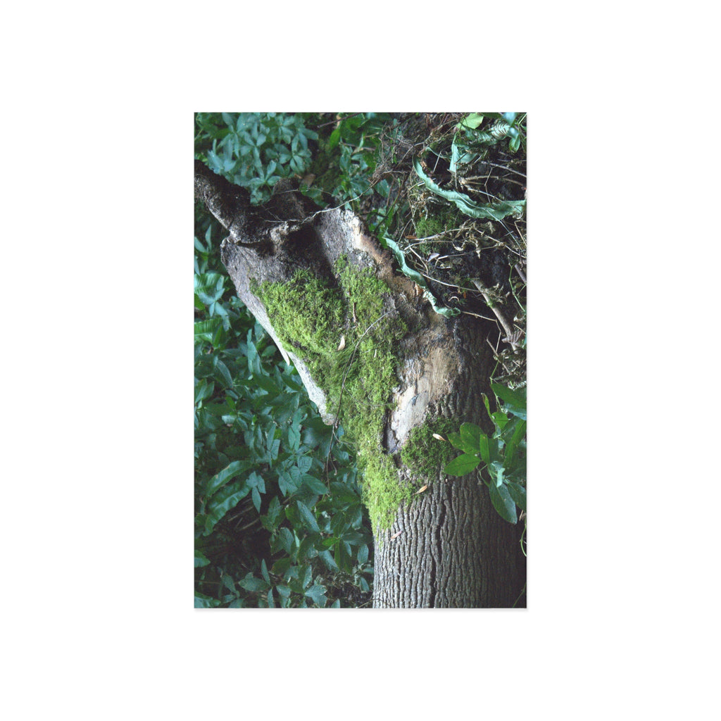 Alternate view of Mossy Woodland Fine Art Postcard