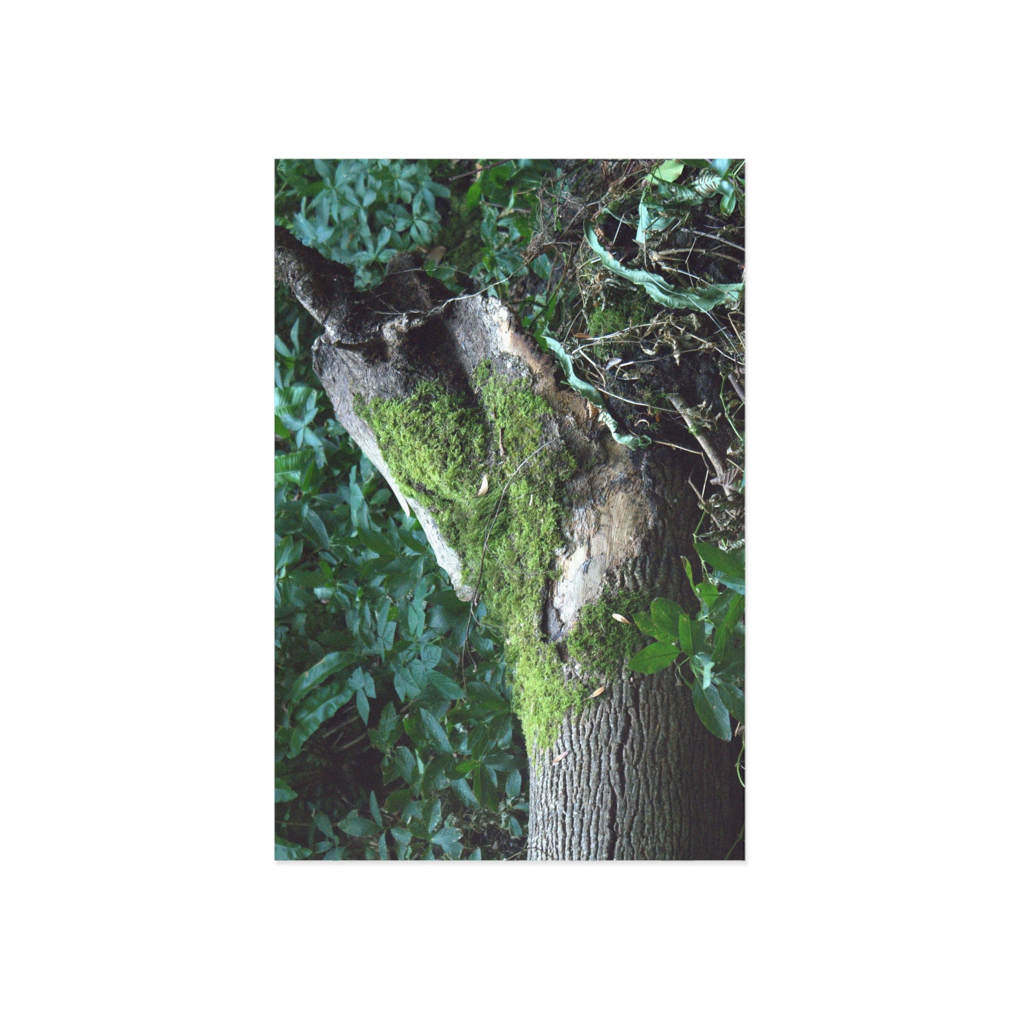 Alternate view of Mossy Woodland Fine Art Postcard