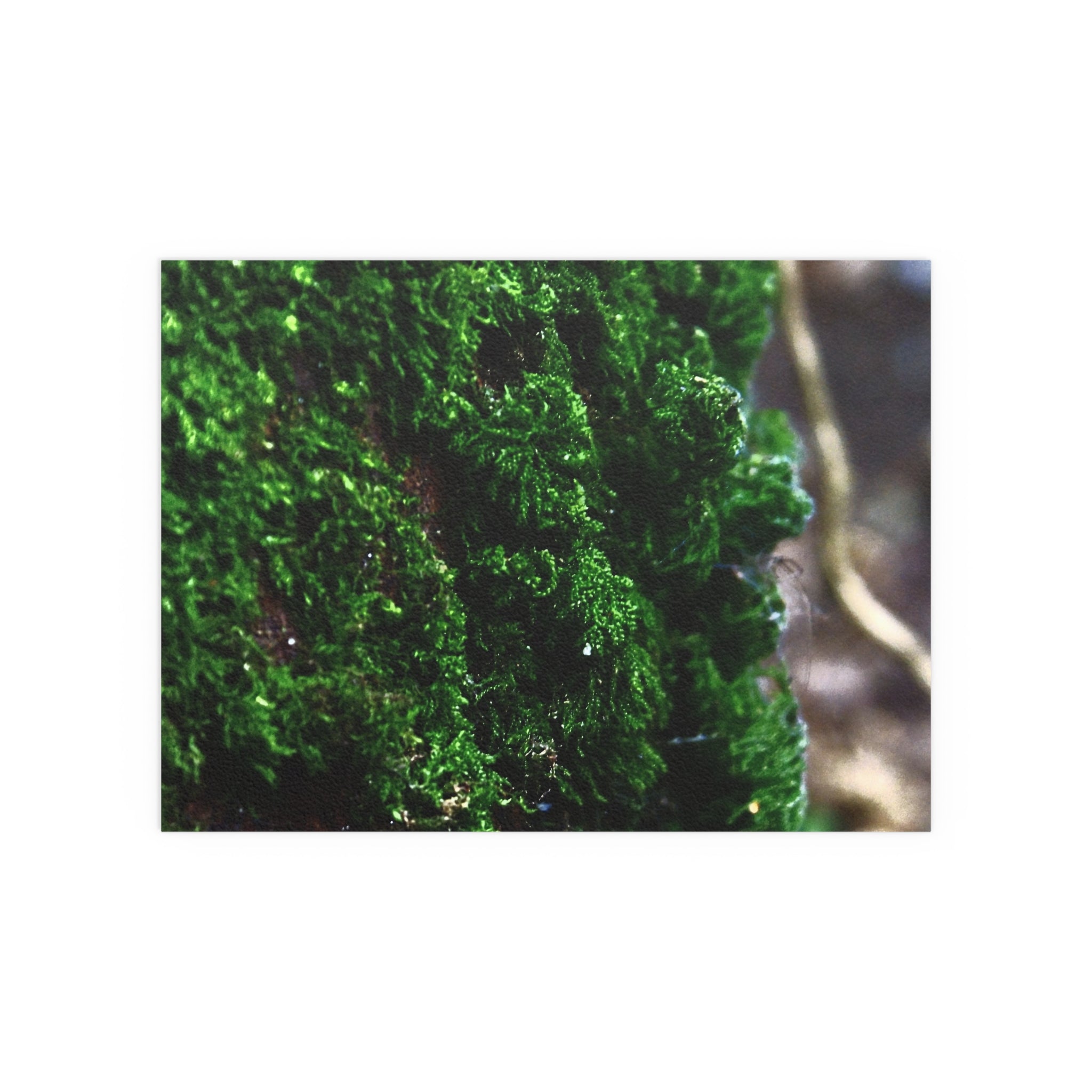 Moss close-up nature photography silk poster — Nature Noticed