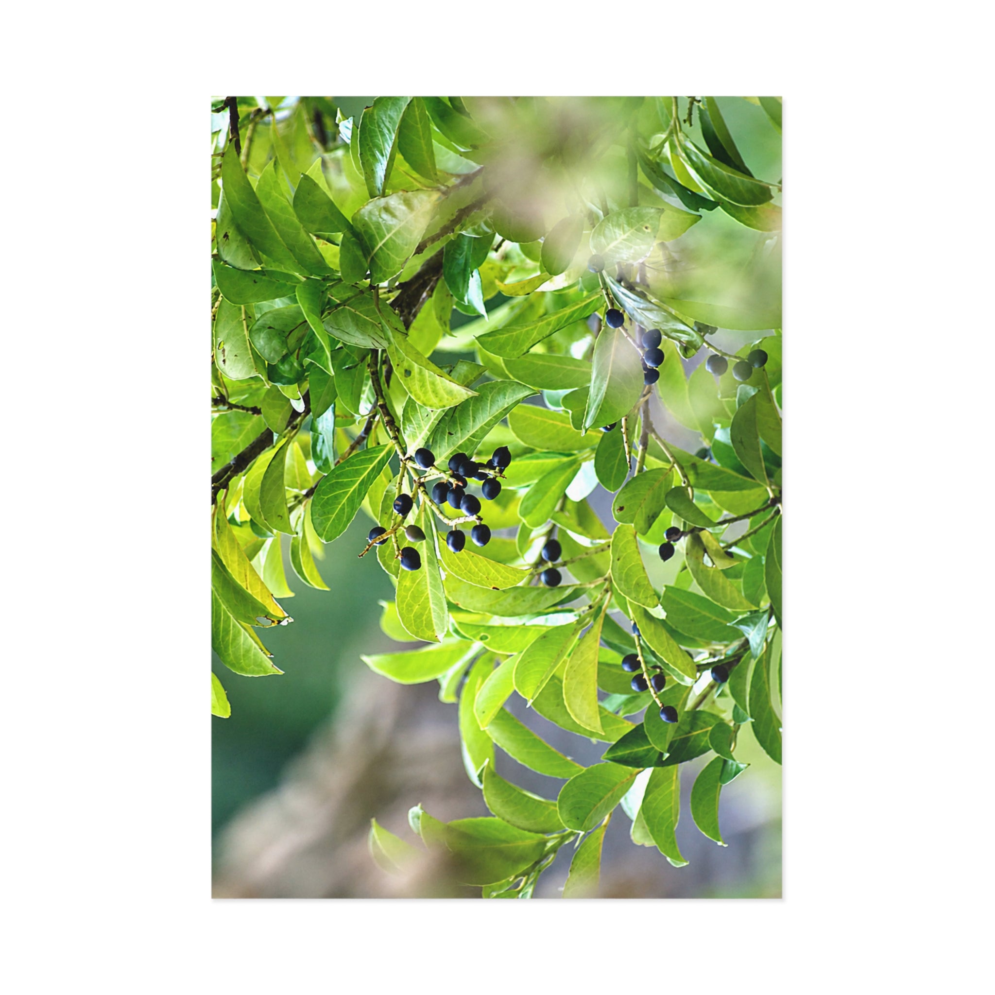 Green Leaves & Berries Fine Art Post Card