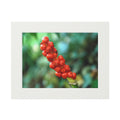 Scarlet Berries original botanical photography mounted fine art print
