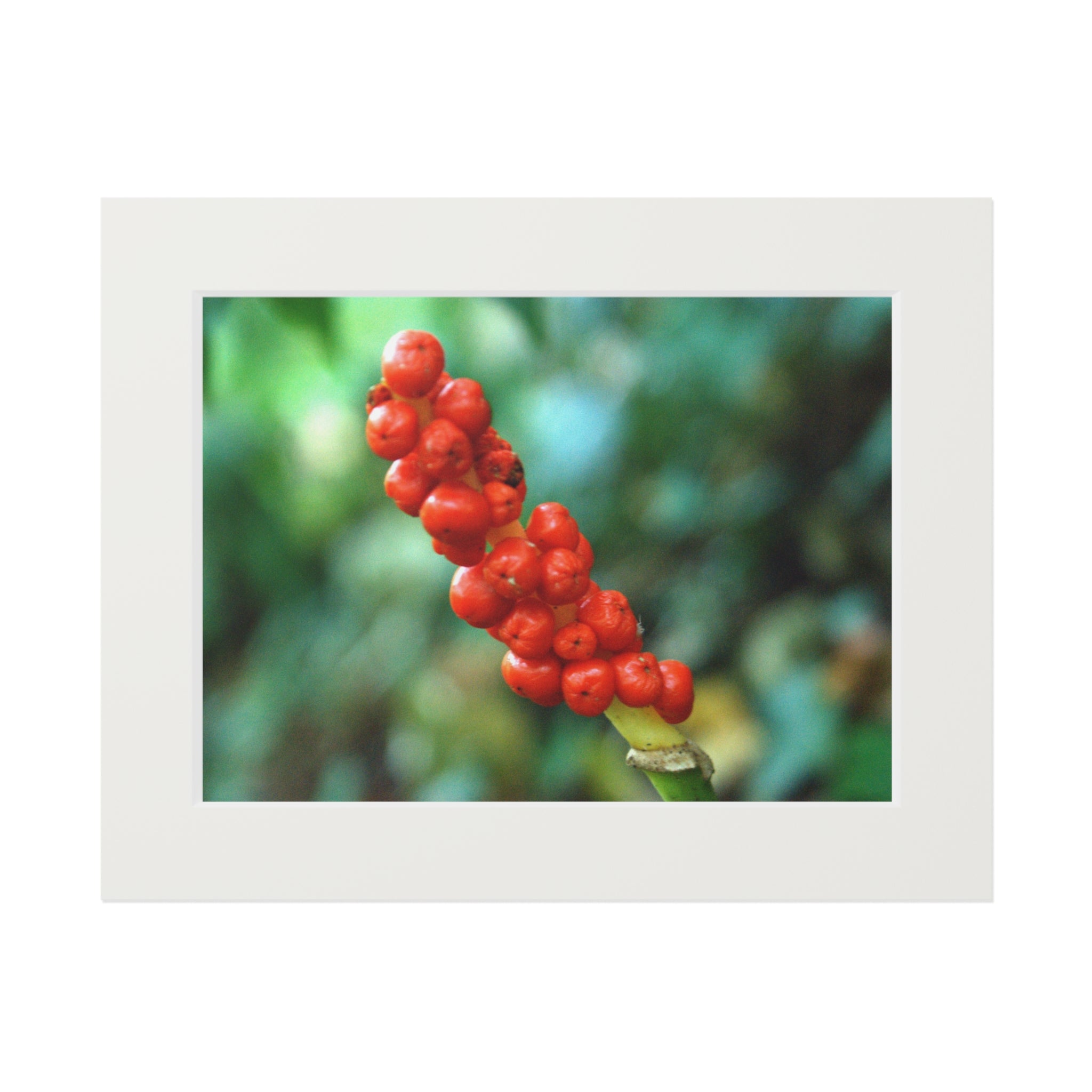 Scarlet Berries original botanical photography mounted fine art print