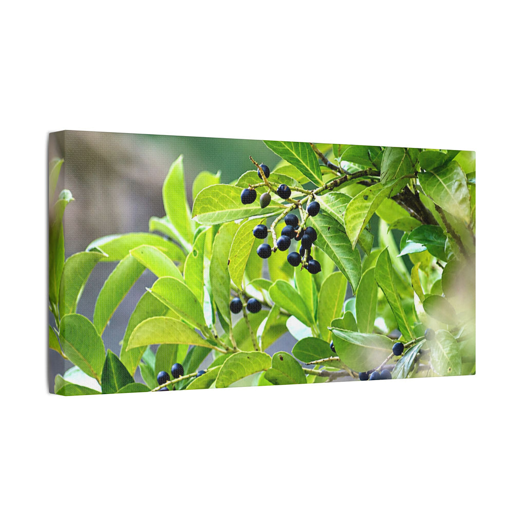 Nature Study Satin Stretched Canvas — Original Nature Photography