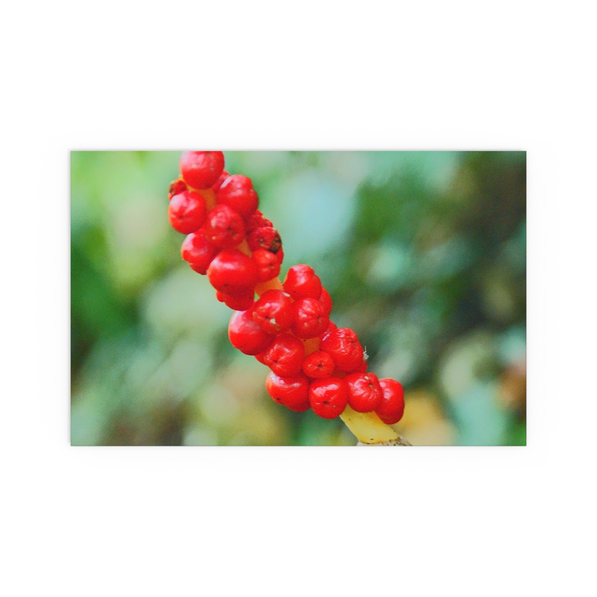 Red berry botanical nature photography silk poster — Nature Noticed