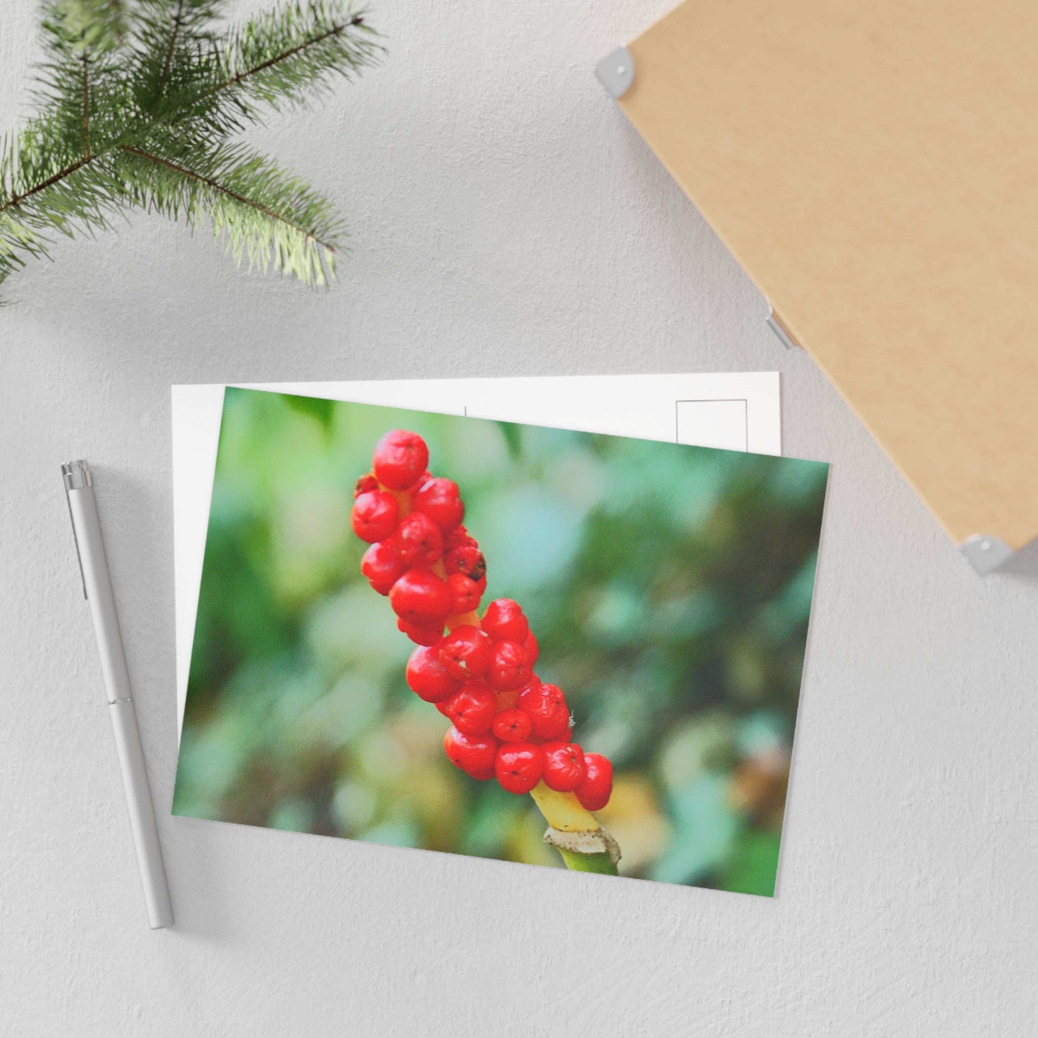 Red Berries Close-Up Fine Art Post Card