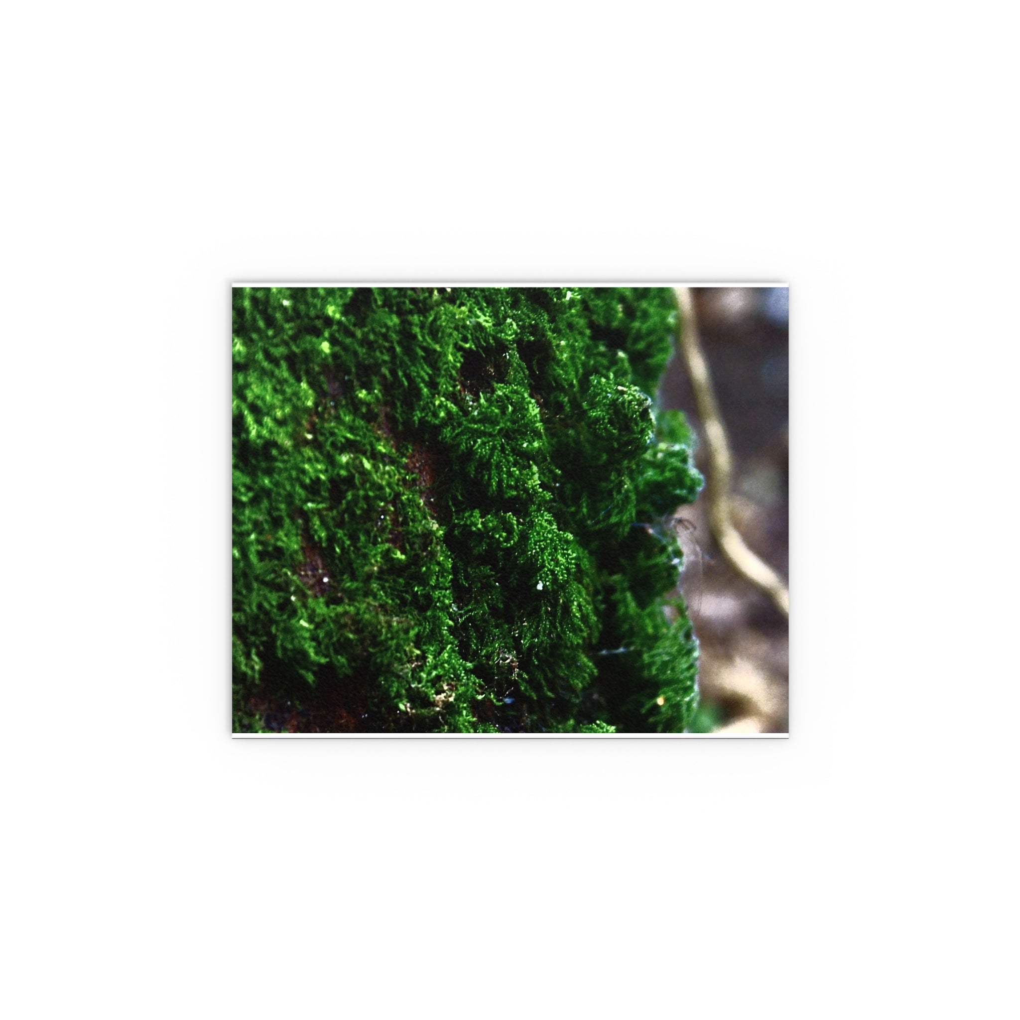 Moss close-up nature photography silk poster — Nature Noticed