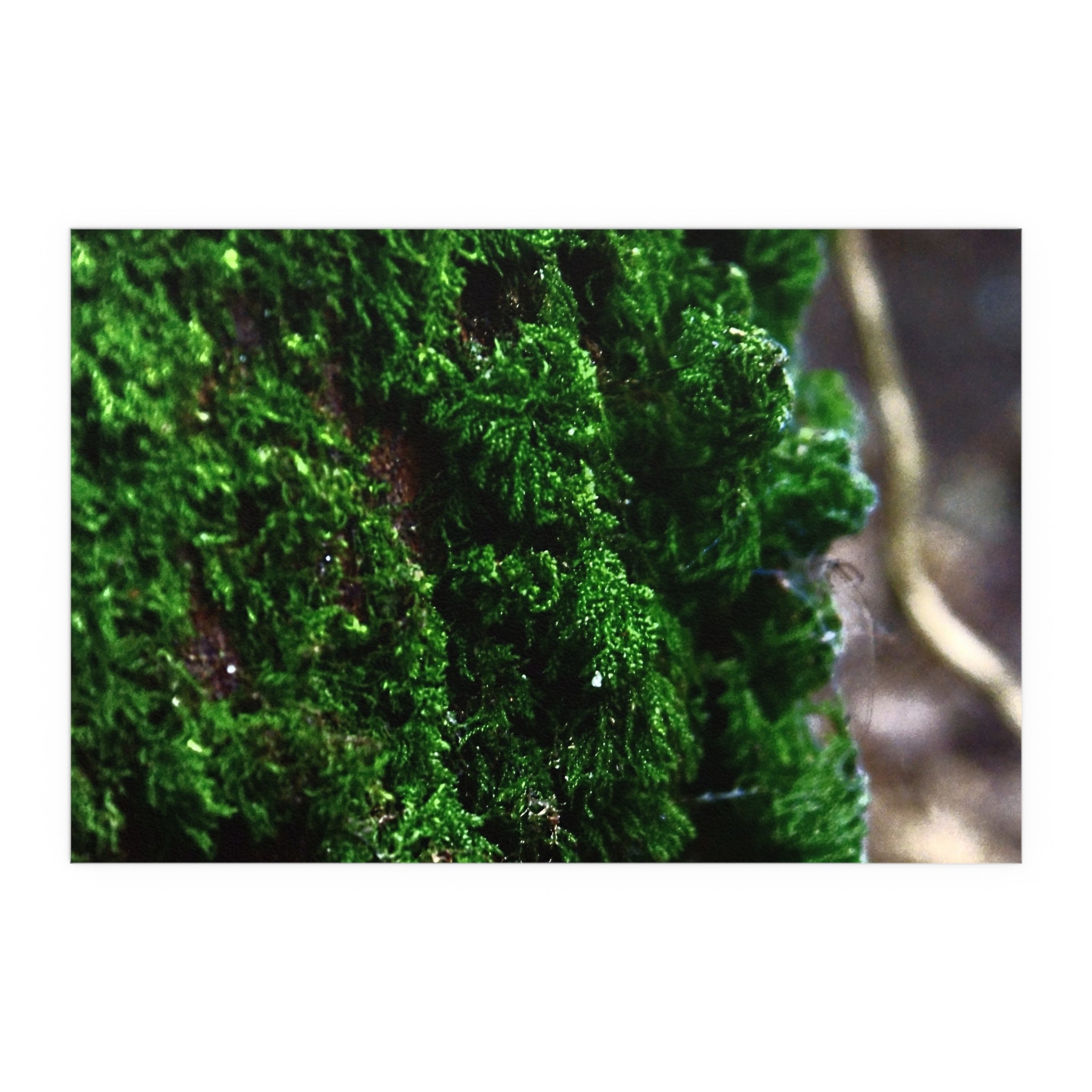 Moss close-up nature photography silk poster — Nature Noticed