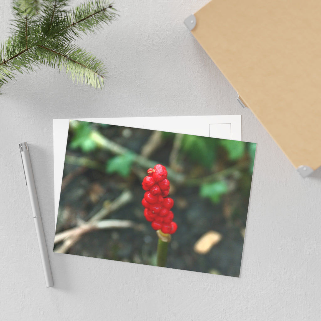 Red Berry Botanical Fine Art Post Card