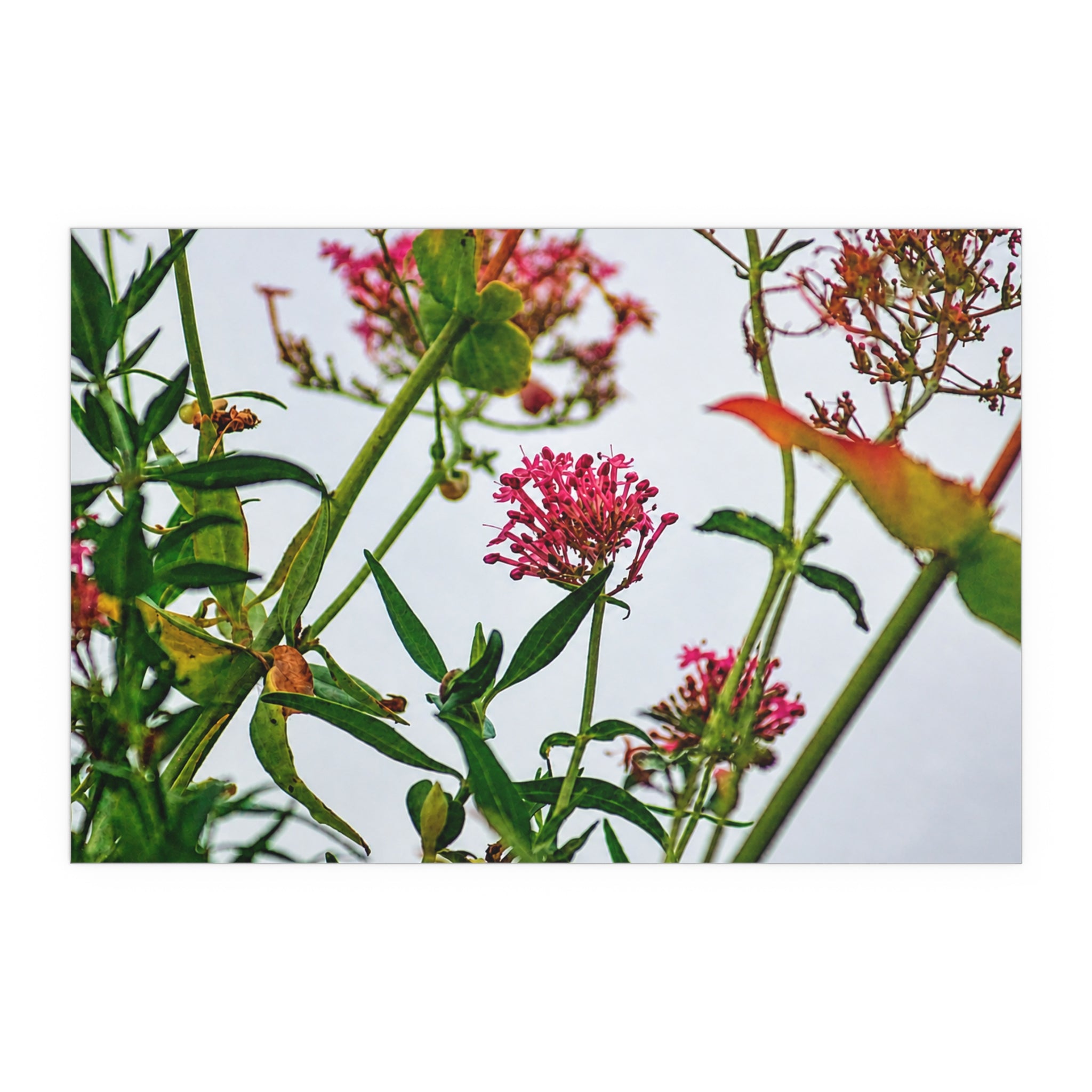 Pink wildflower nature photography silk poster — Nature Noticed