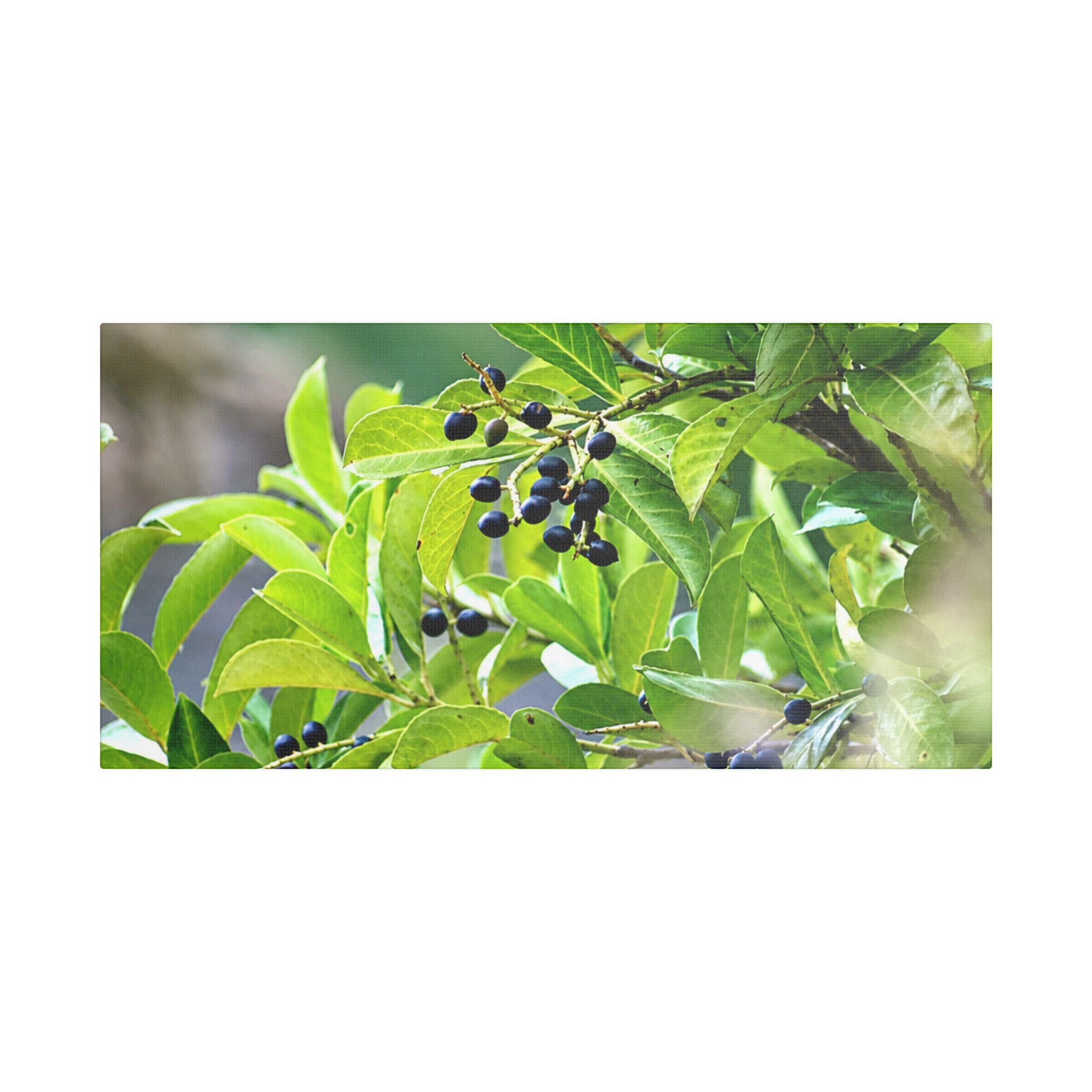Nature Study Satin Stretched Canvas — Original Nature Photography