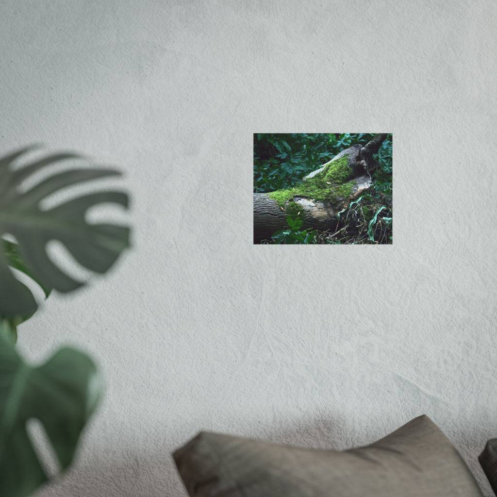 Mossy Woodland Fine Art Poster — Original Forest Photography