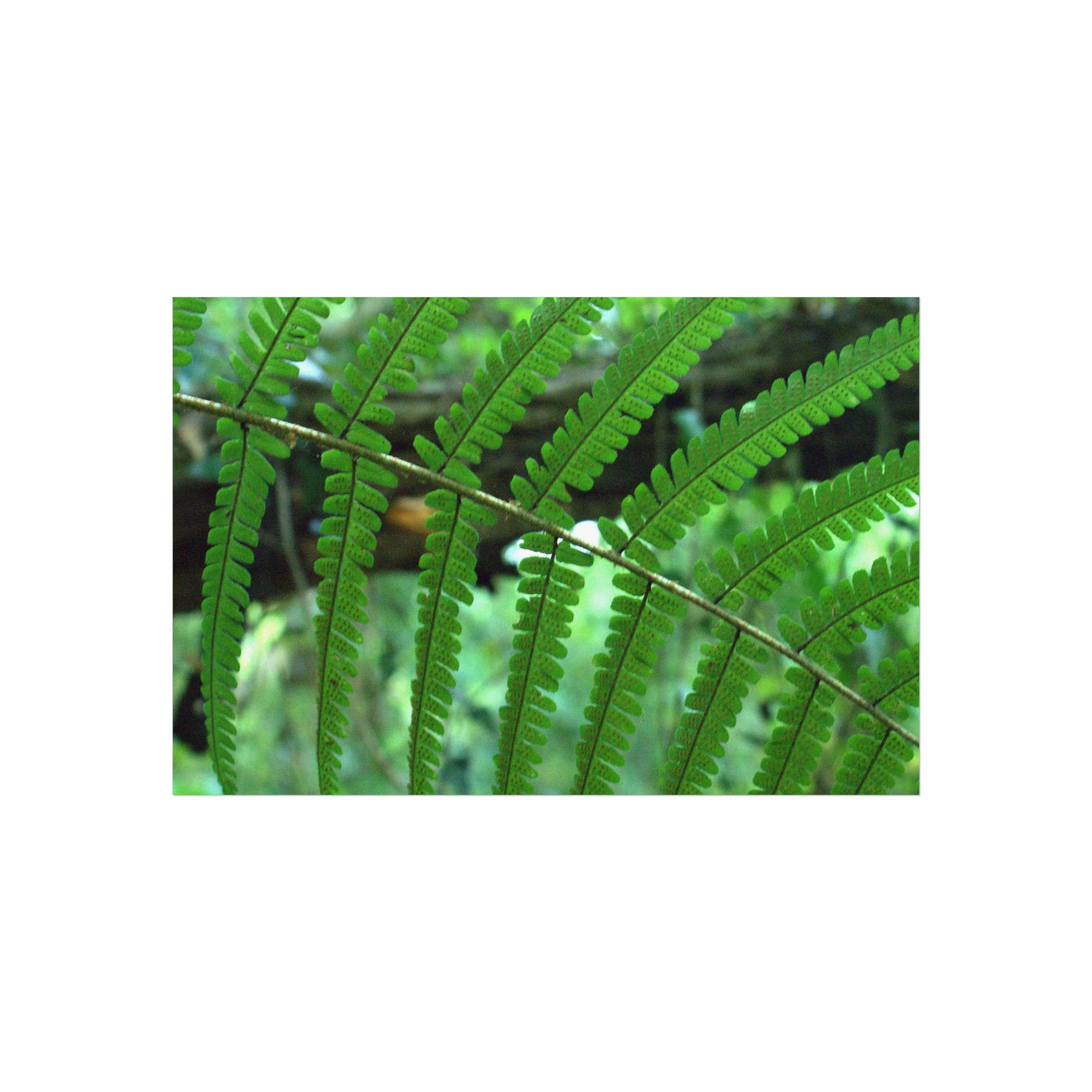 Green Fern Fine Art Poster — Original Botanical Photography