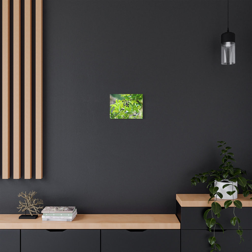 Nature Study Satin Stretched Canvas — Original Nature Photography