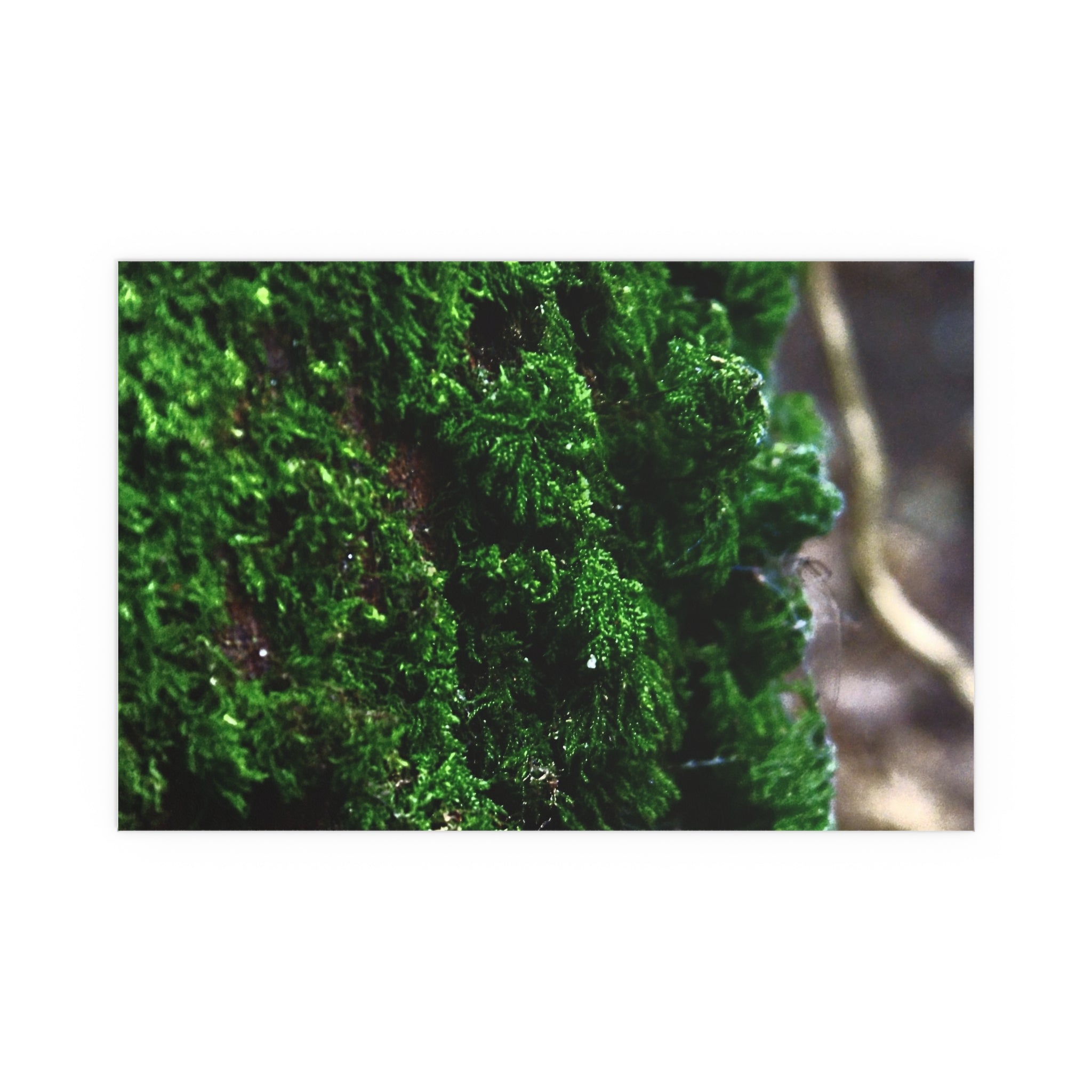 Moss close-up nature photography silk poster — Nature Noticed