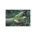 Mossy Woodland fine art postcard with original forest photography