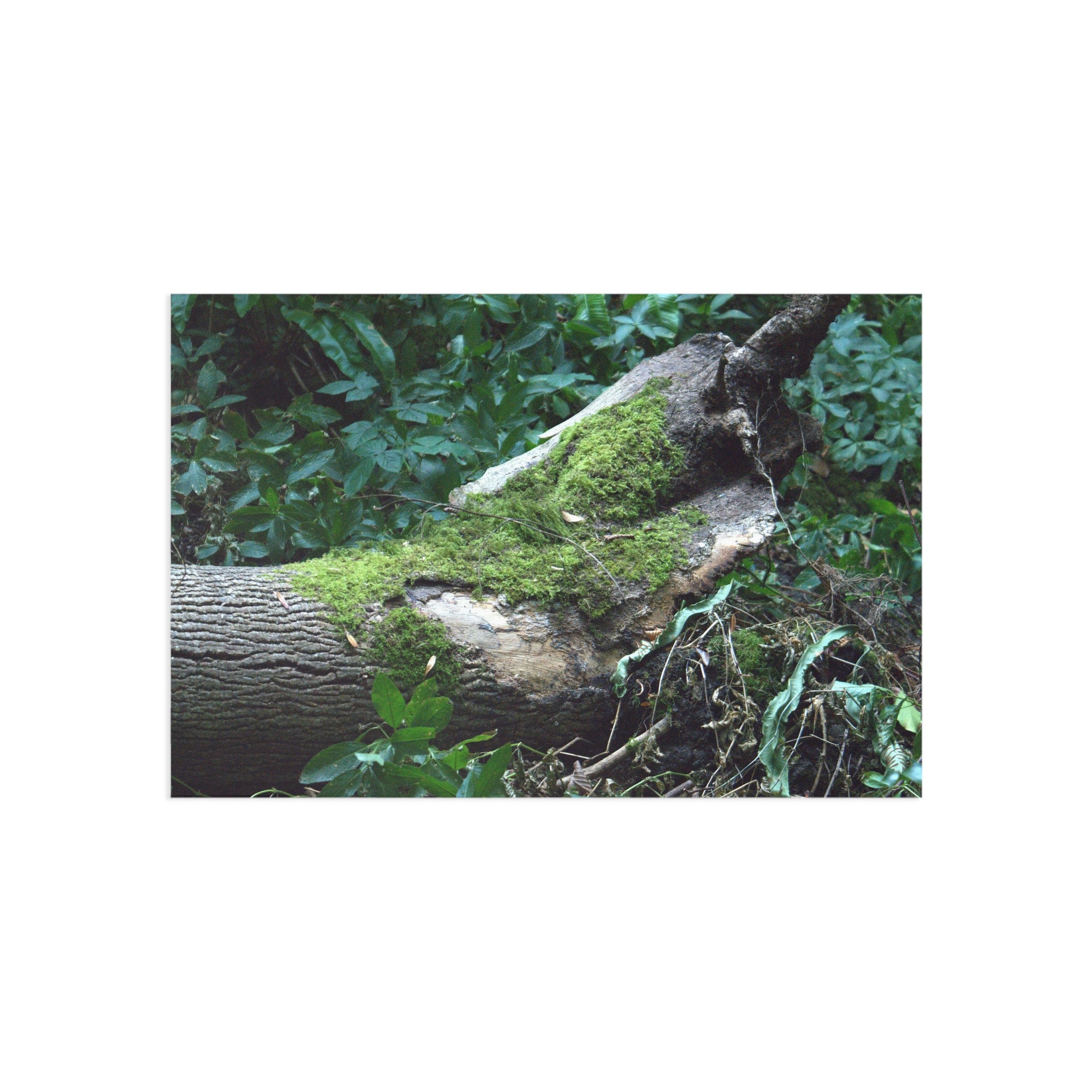 Mossy Woodland fine art postcard with original forest photography