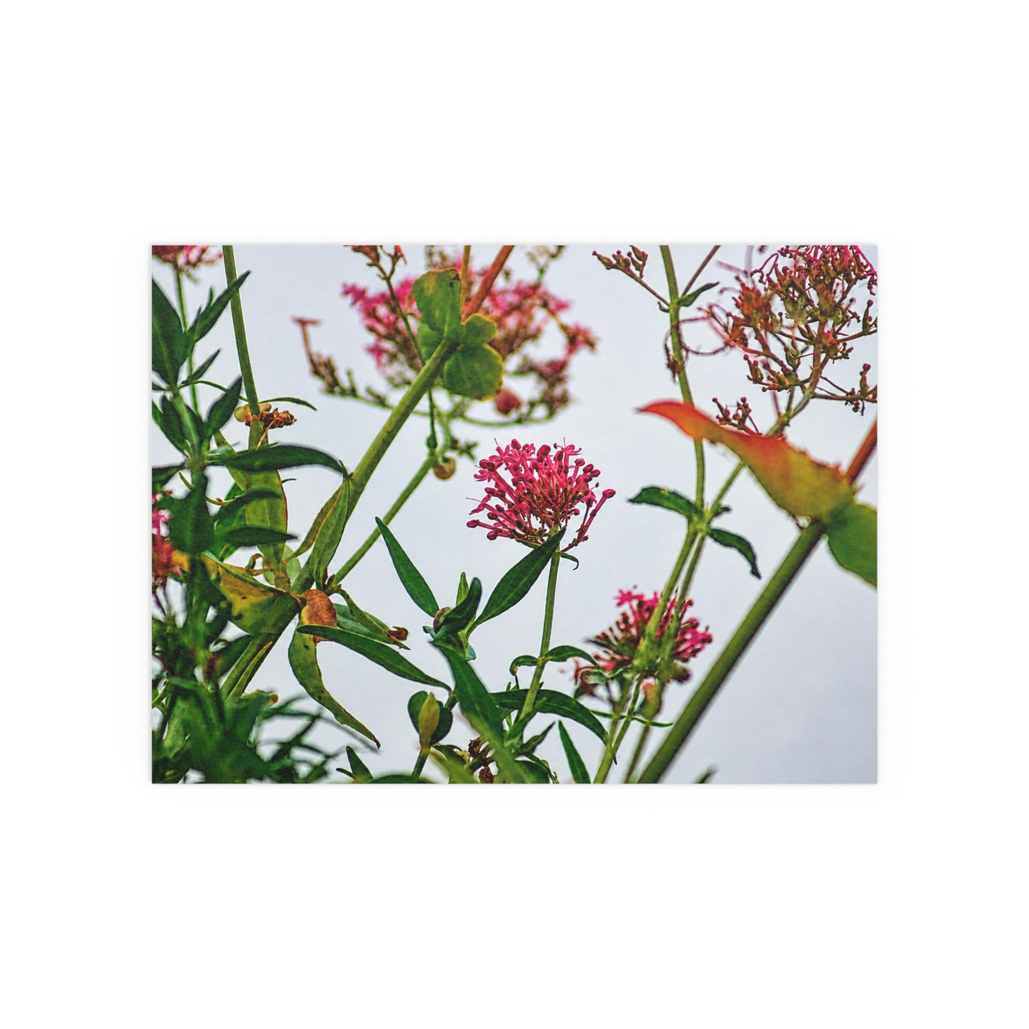 Pink wildflower nature photography silk poster — Nature Noticed