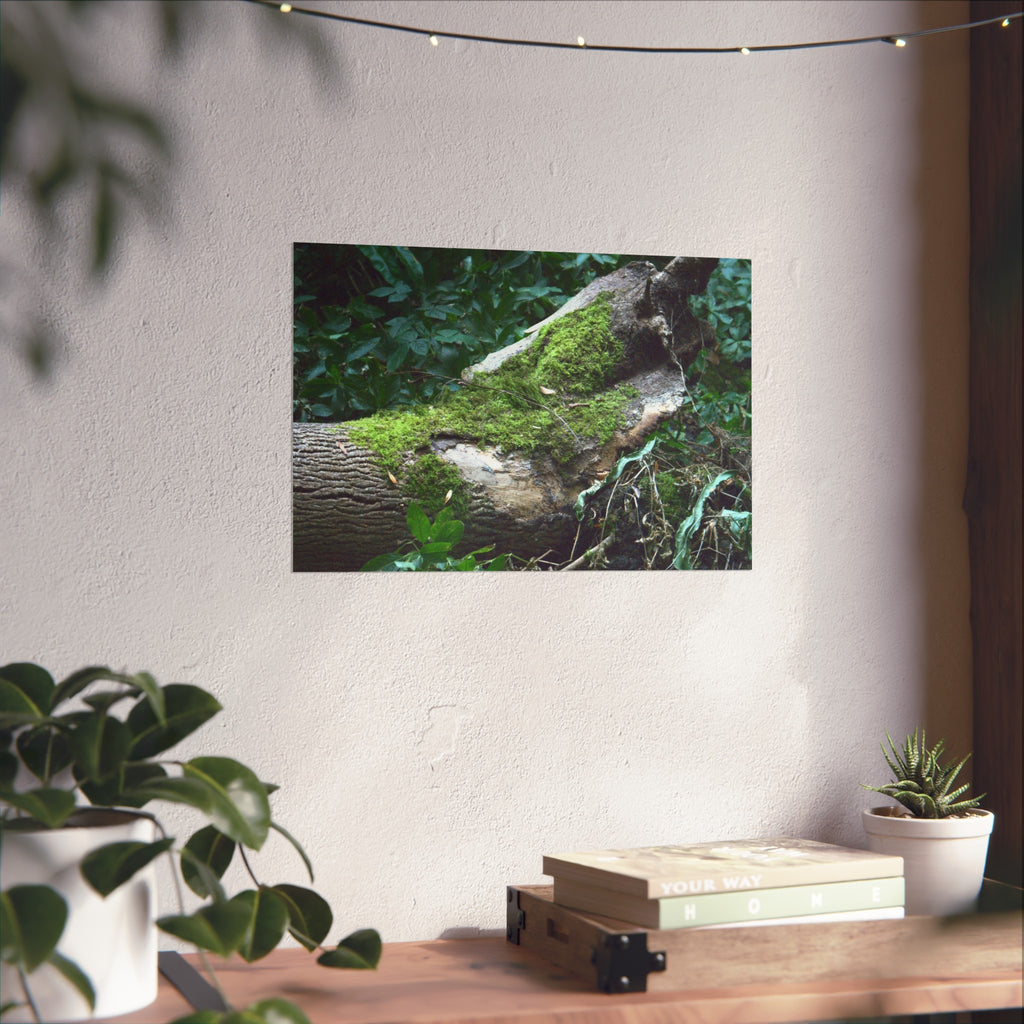 Mossy Woodland Fine Art Poster — Original Forest Photography