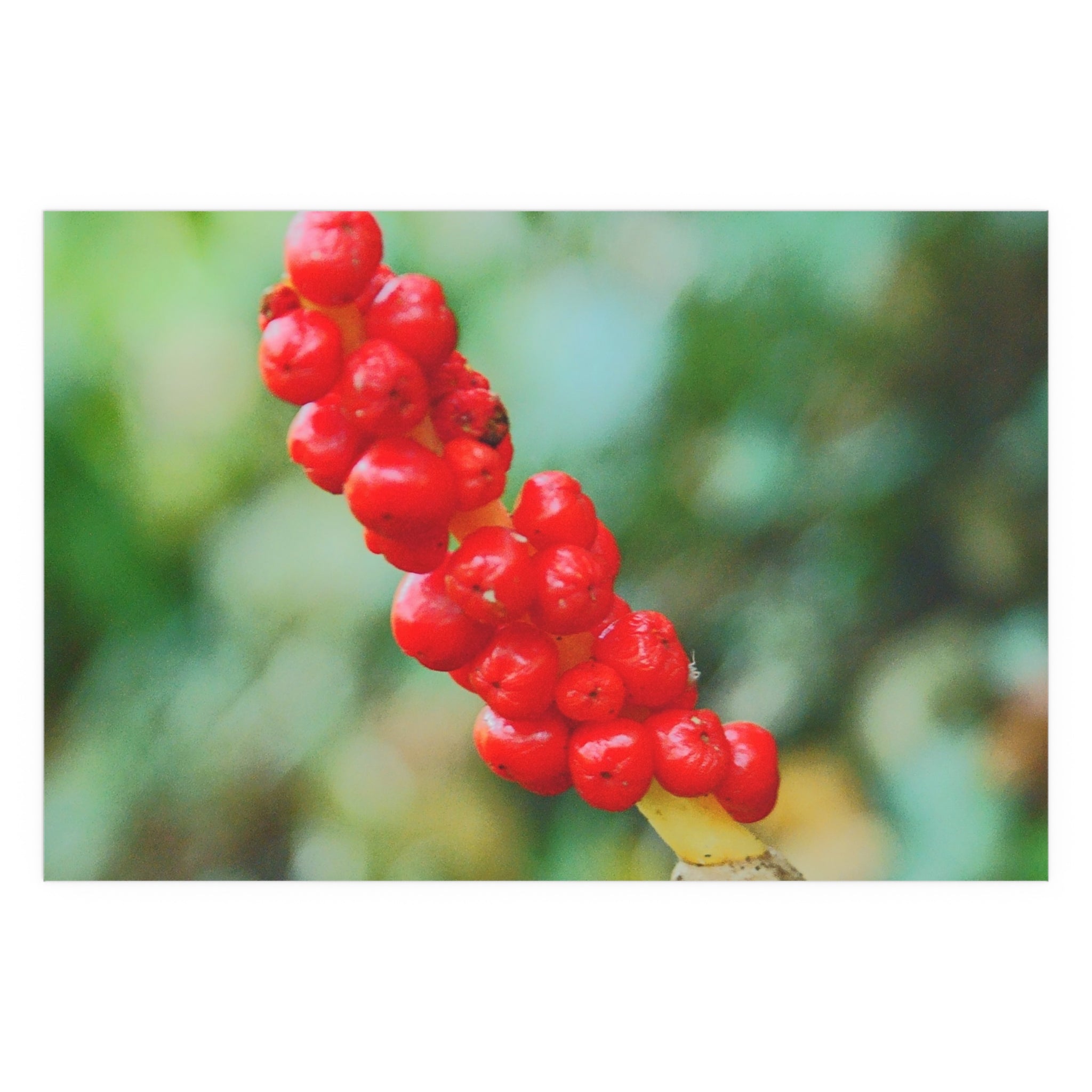 Red berry botanical nature photography silk poster — Nature Noticed