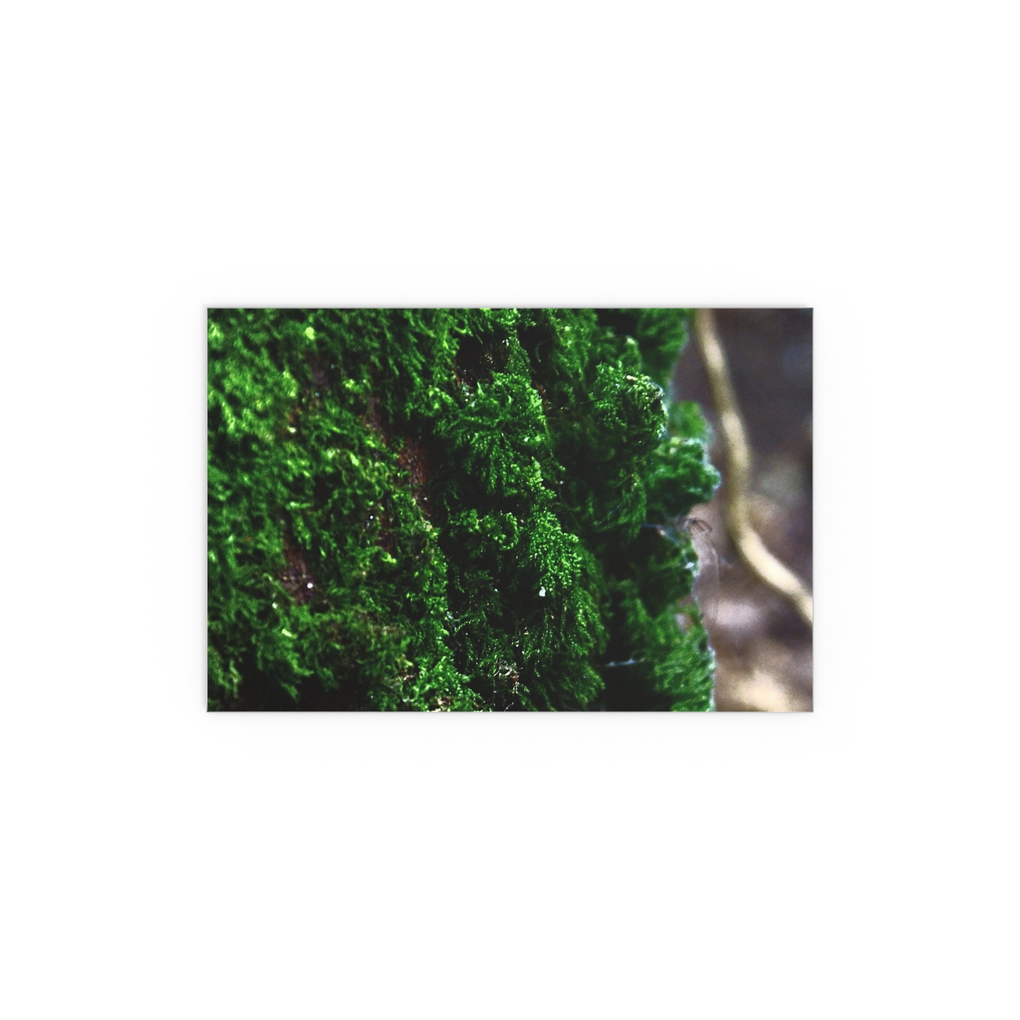 Moss close-up nature photography silk poster — Nature Noticed