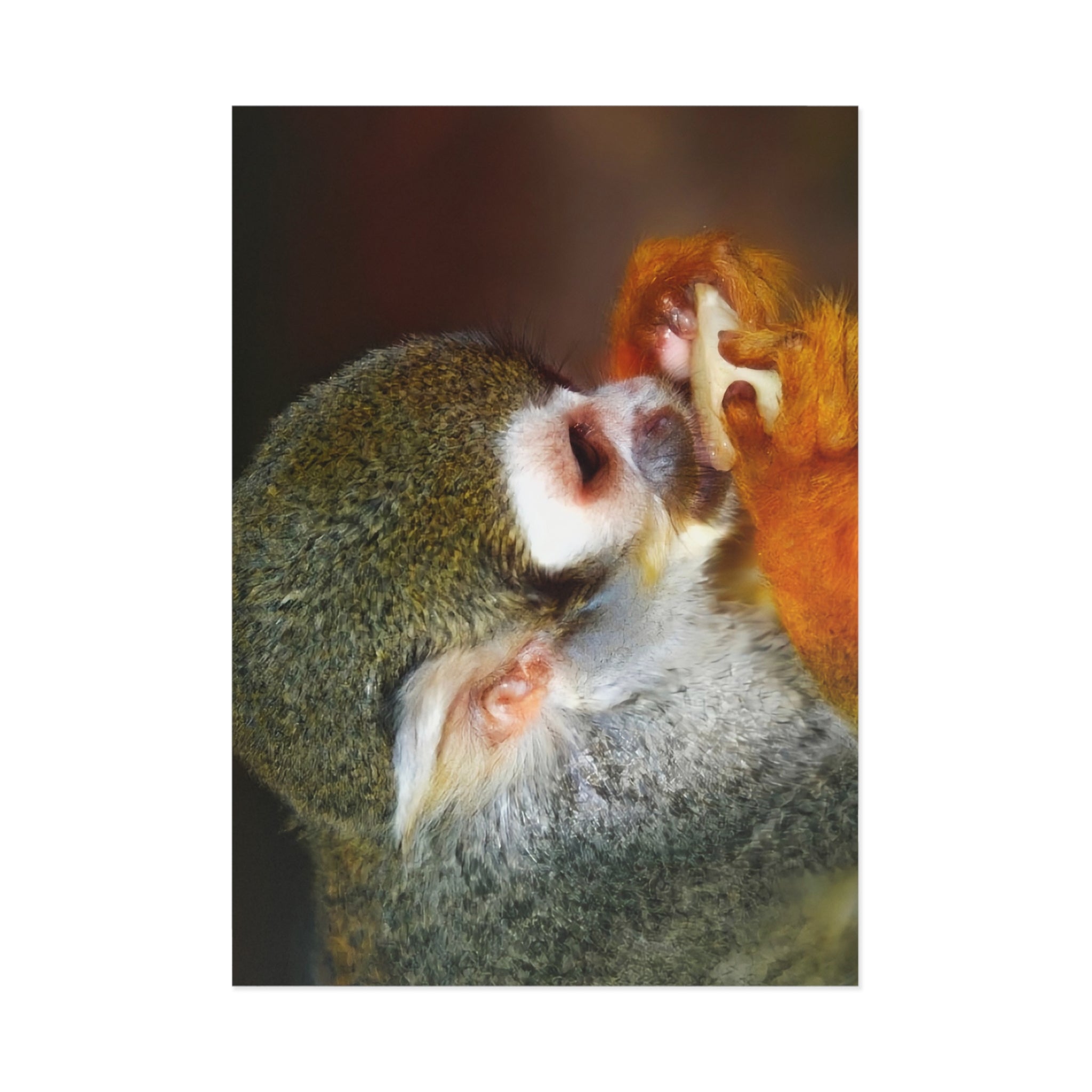 Squirrel Monkey Close-Up Fine Art Post Card