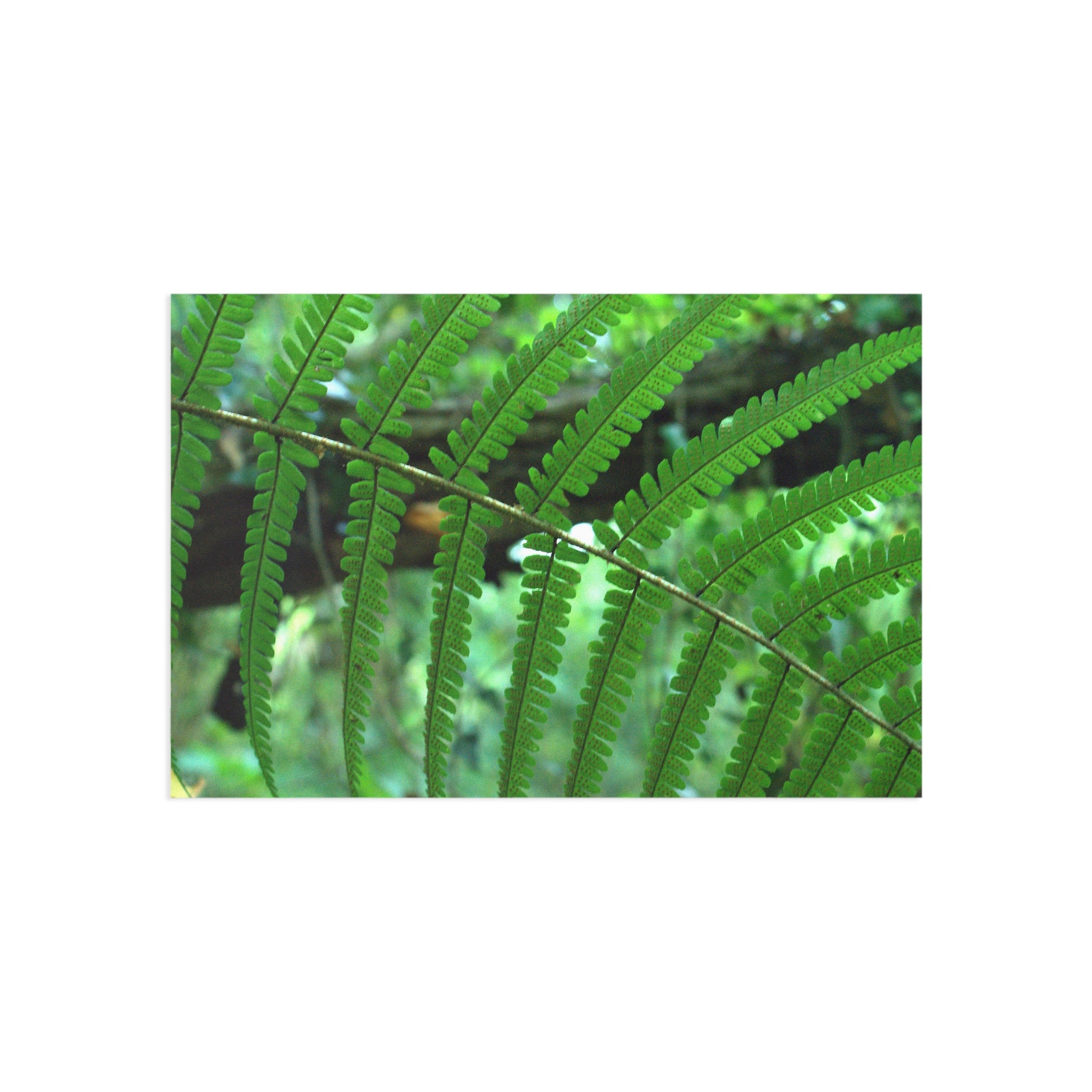 Green Fern fine art postcard with original botanical photography