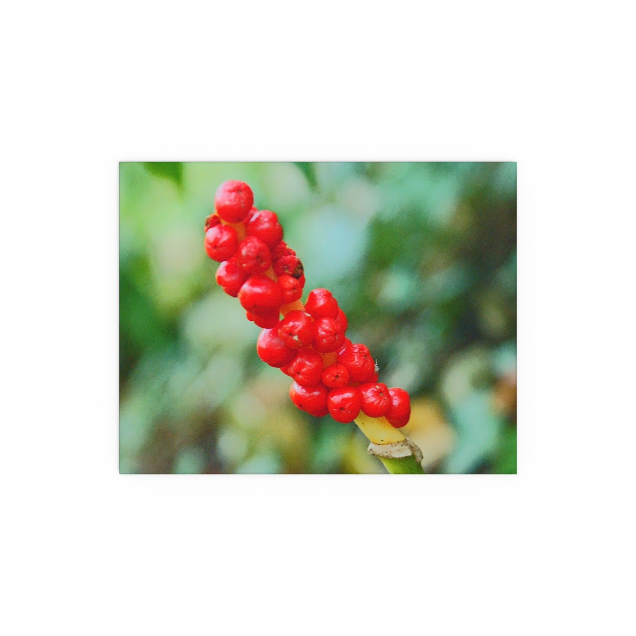 Red berry botanical nature photography silk poster — Nature Noticed