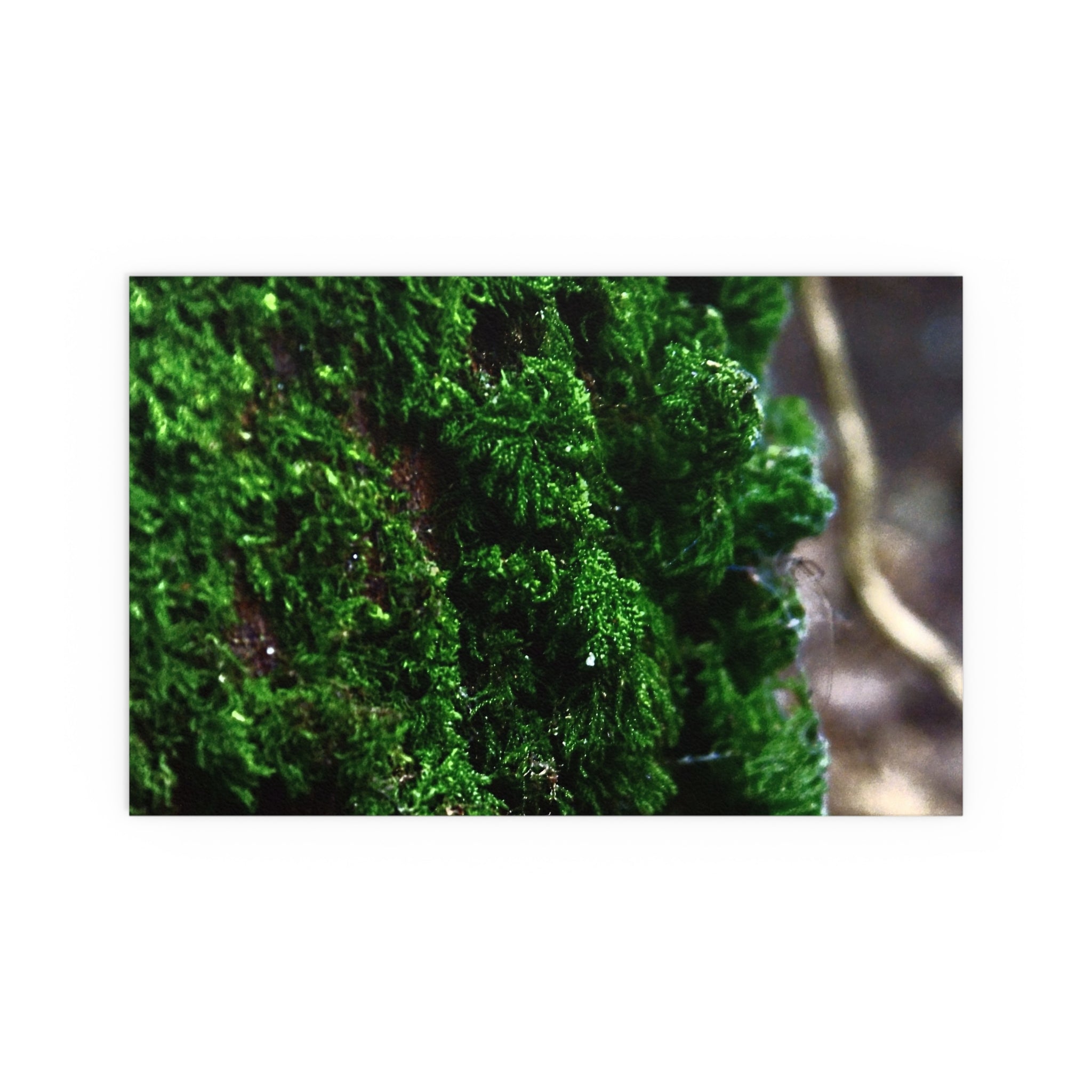 Moss close-up nature photography silk poster — Nature Noticed