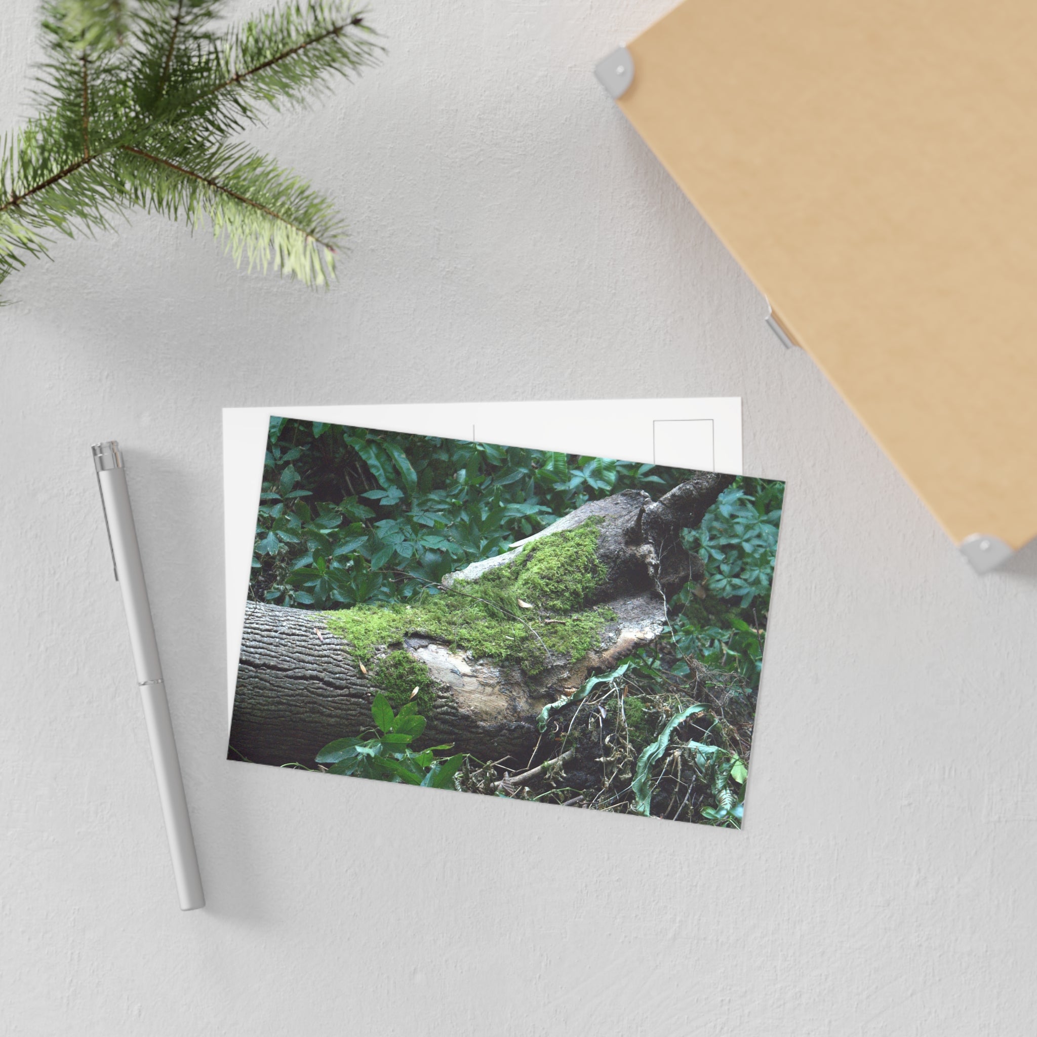 Mossy Woodland Fine Art Postcard — Original Forest Photography
