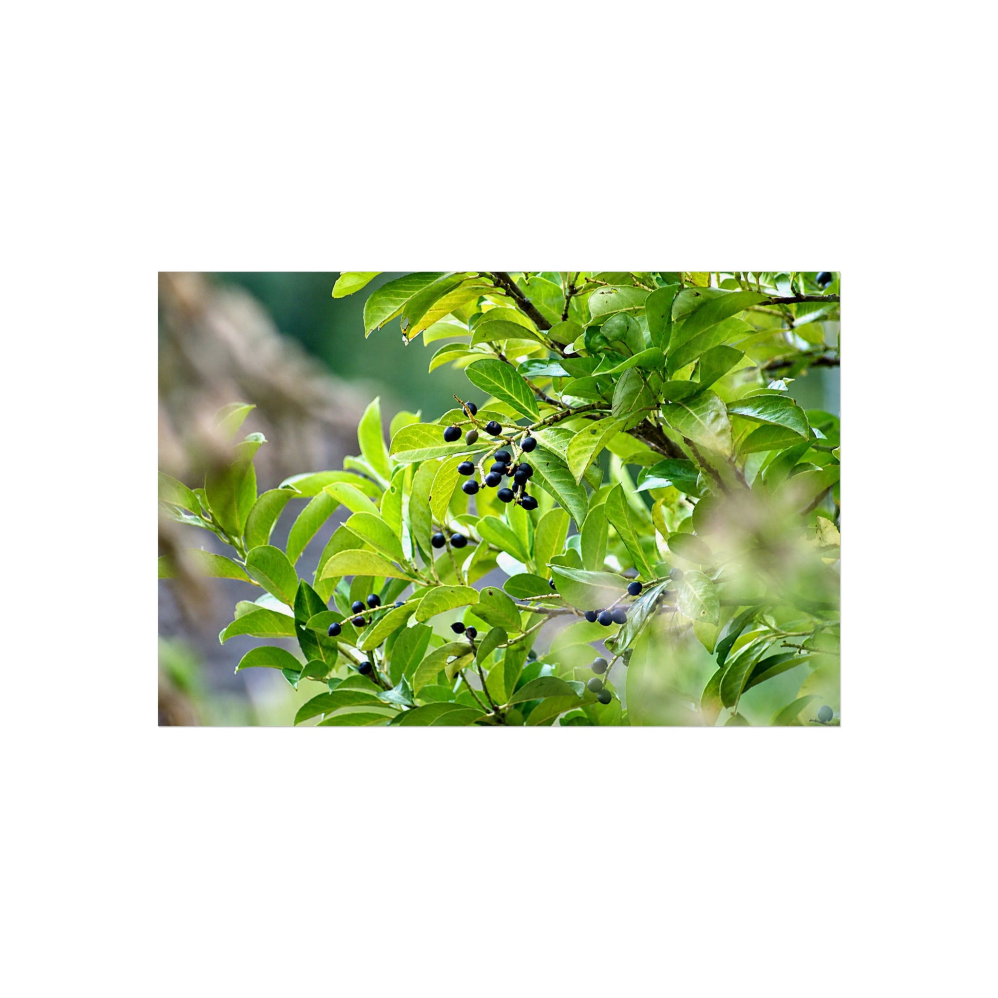 Nature Study Fine Art Poster — Original Botanical Photography