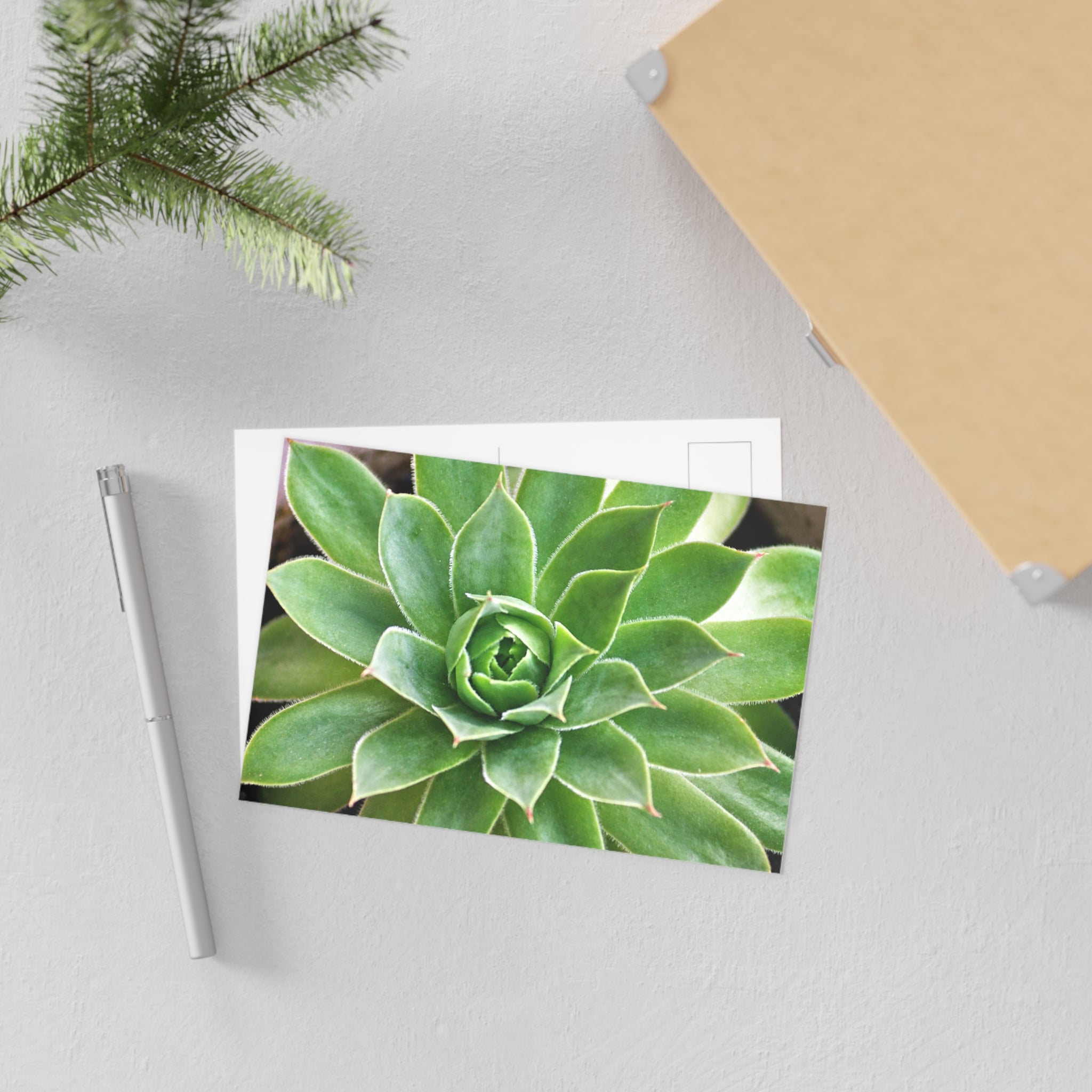 Succulent Fine Art Postcard — Original Botanical Photography