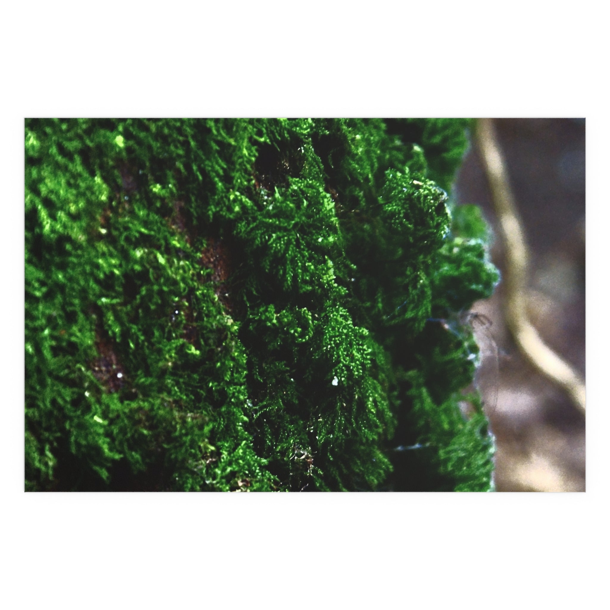 Moss close-up nature photography silk poster — Nature Noticed