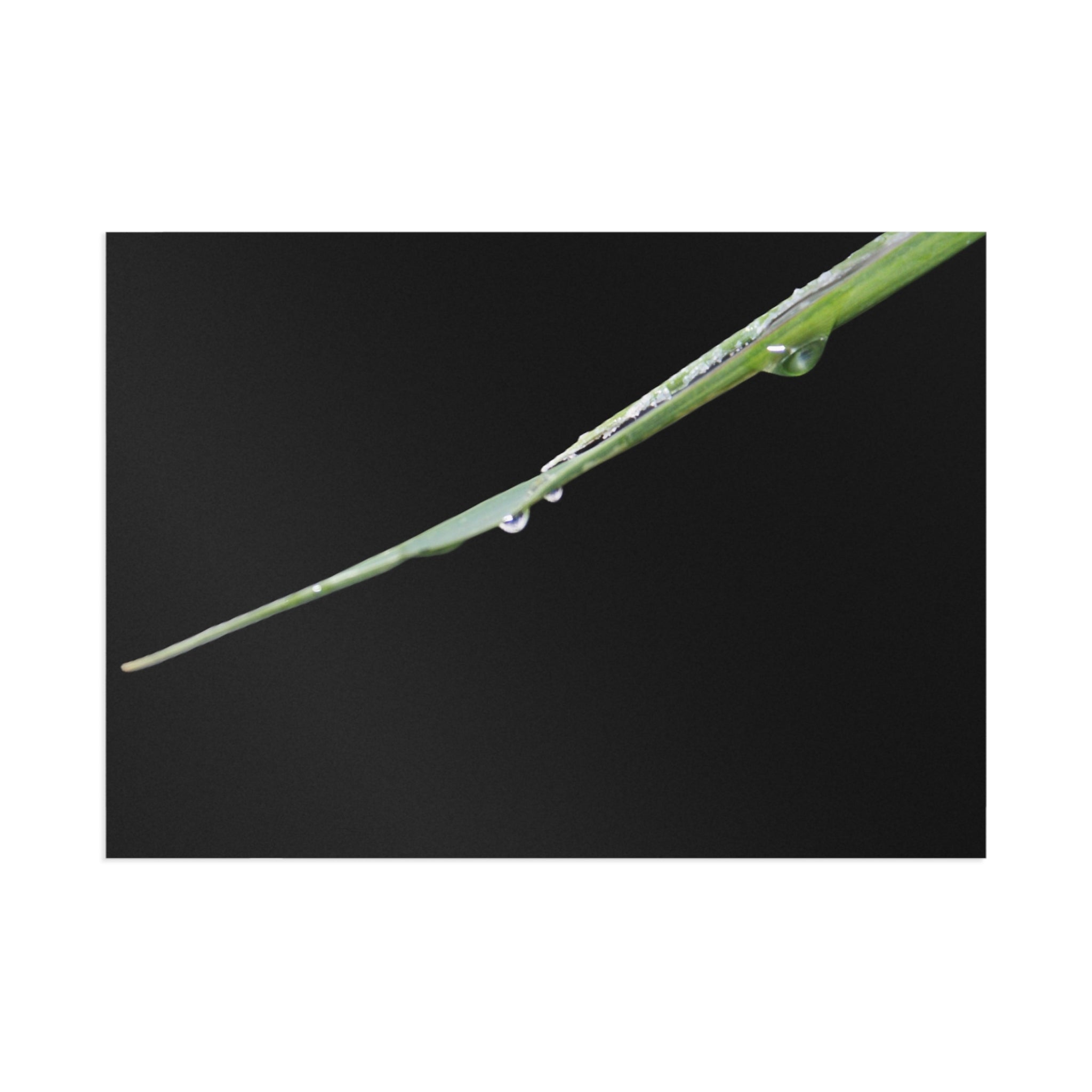 Dewdrop Blade Fine Art Post Card