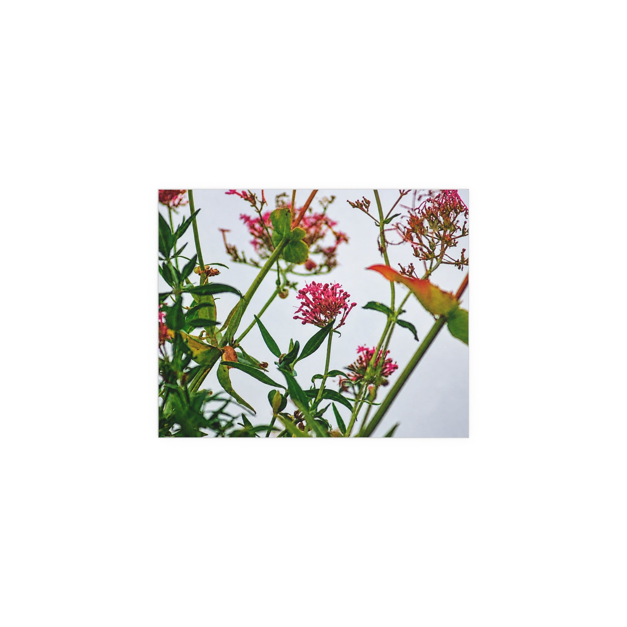 Pink wildflower nature photography silk poster — Nature Noticed