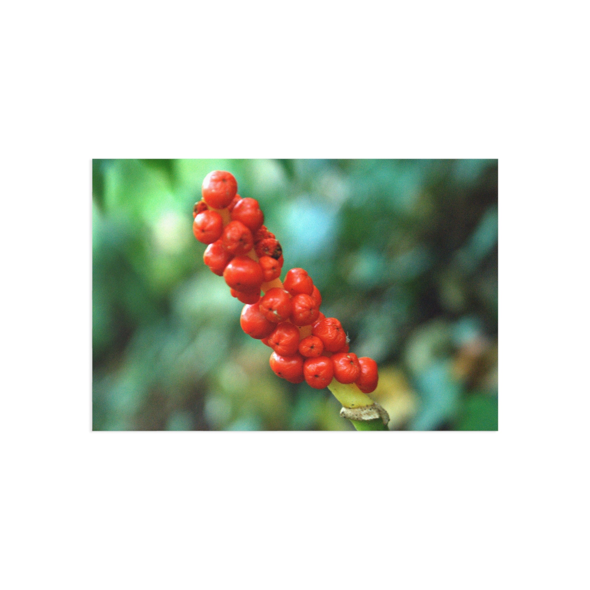 Scarlet Berries fine art postcard with original botanical photography