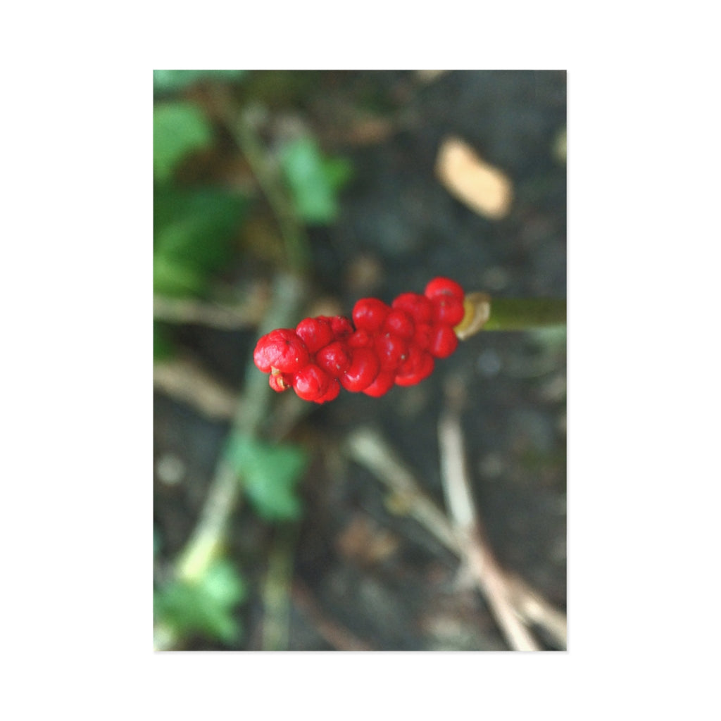 Red Berry Botanical Fine Art Post Card
