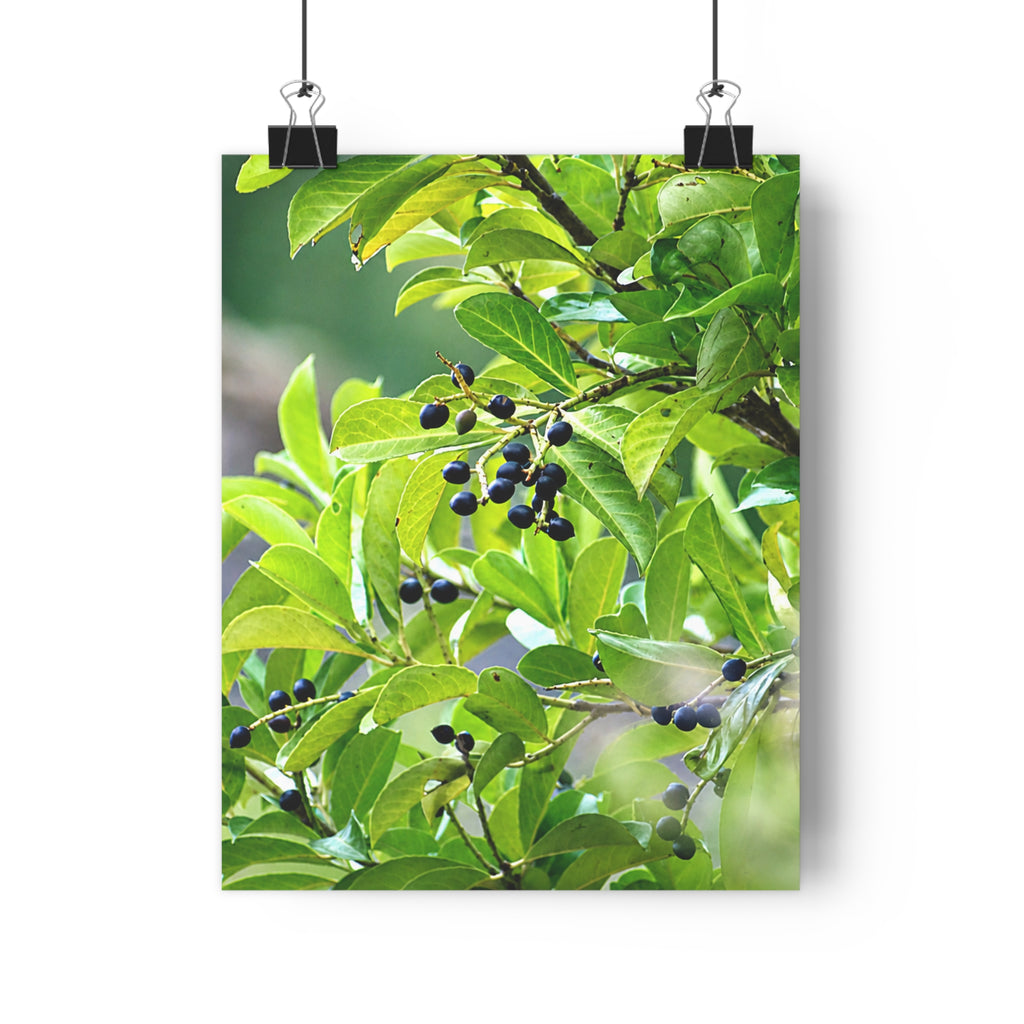 Nature Study original photography museum-grade paper poster